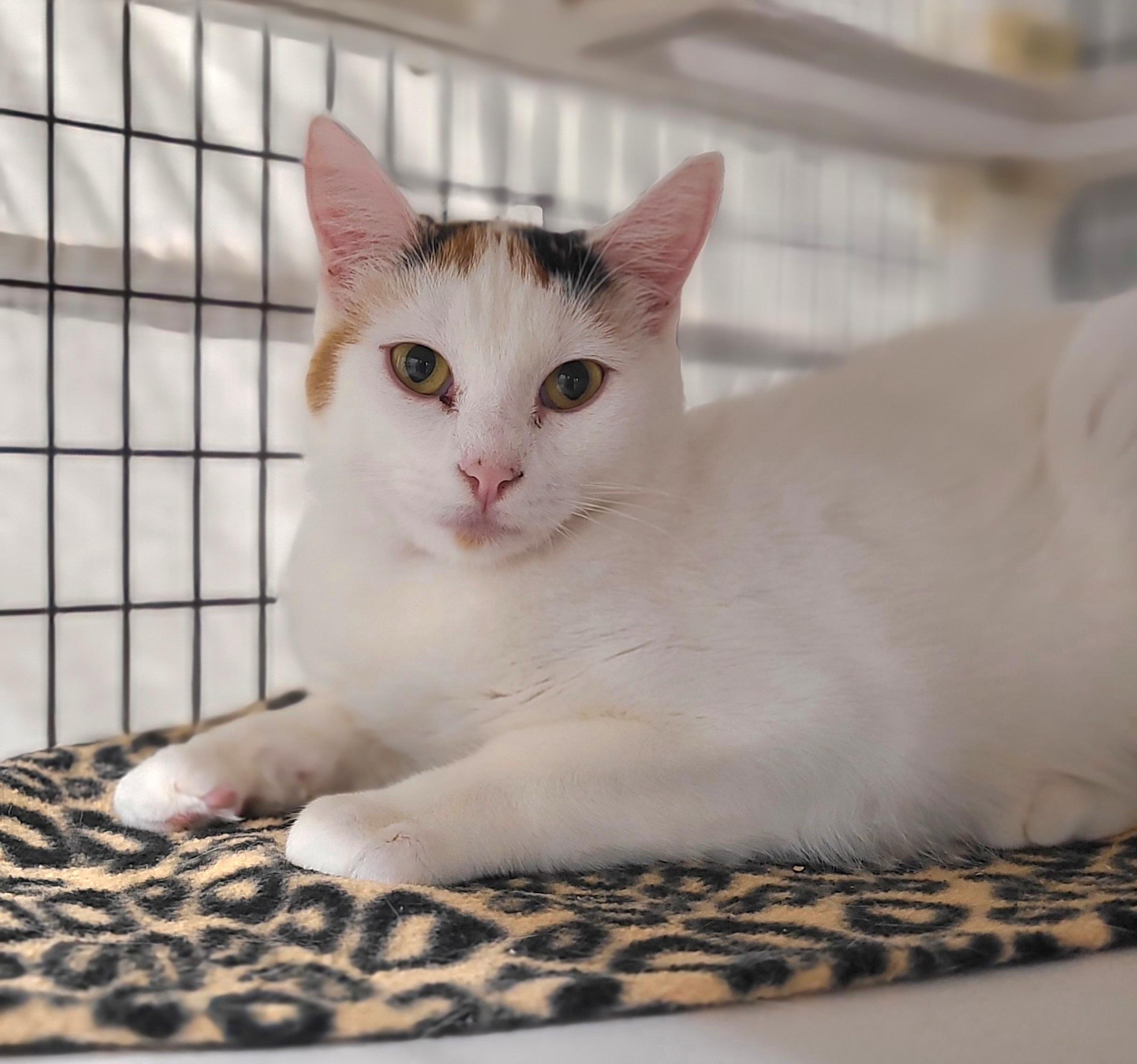 Enlarge Annabelle, a ADOPTABLE Domestic Short Hair in Kirkland, WA image 1/1