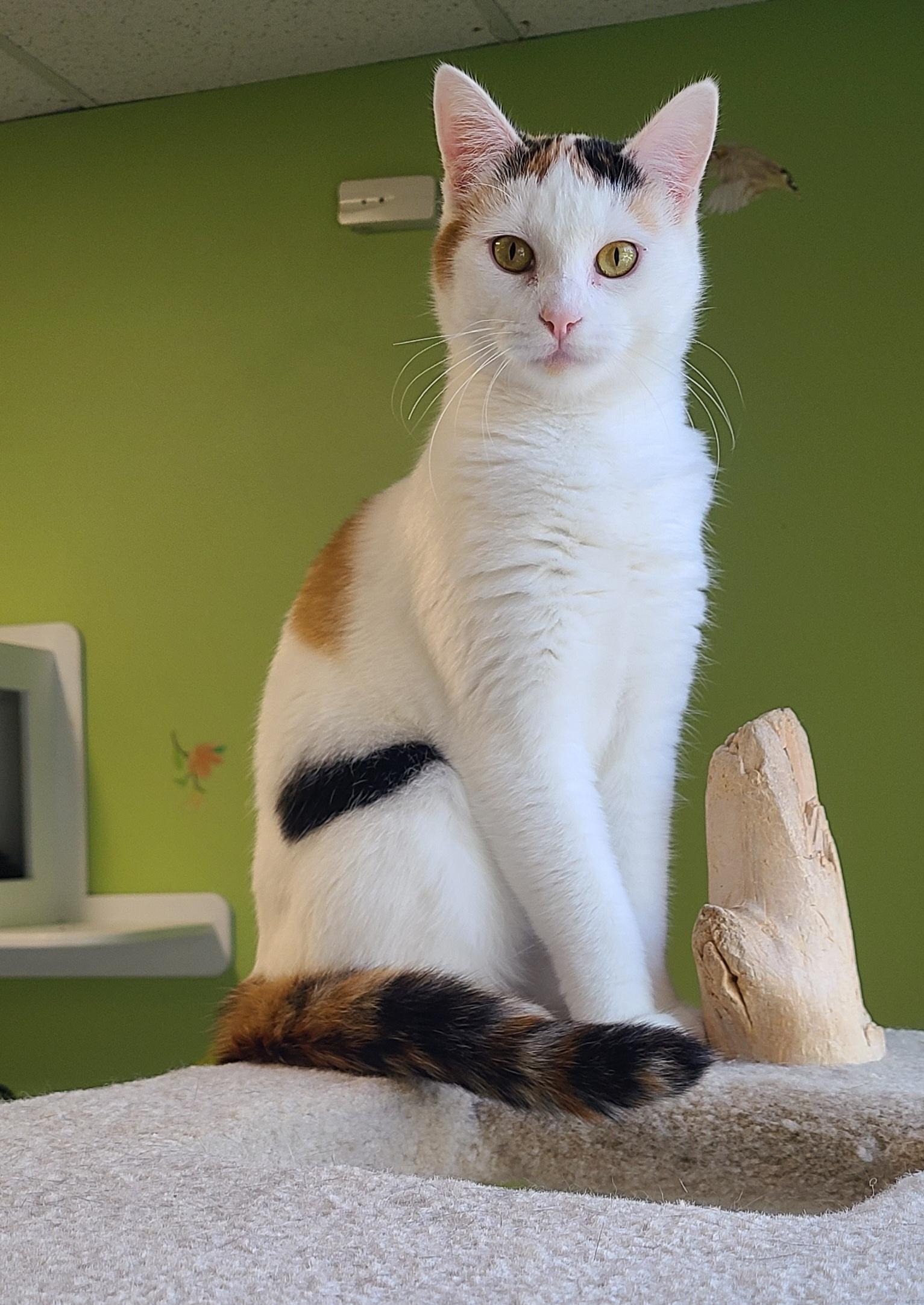 Annabelle, ADOPTABLE, Young Female Domestic Short Hair.