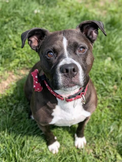 BAILEY, Adoptable, Adult Female Boxer & Mixed Breed.