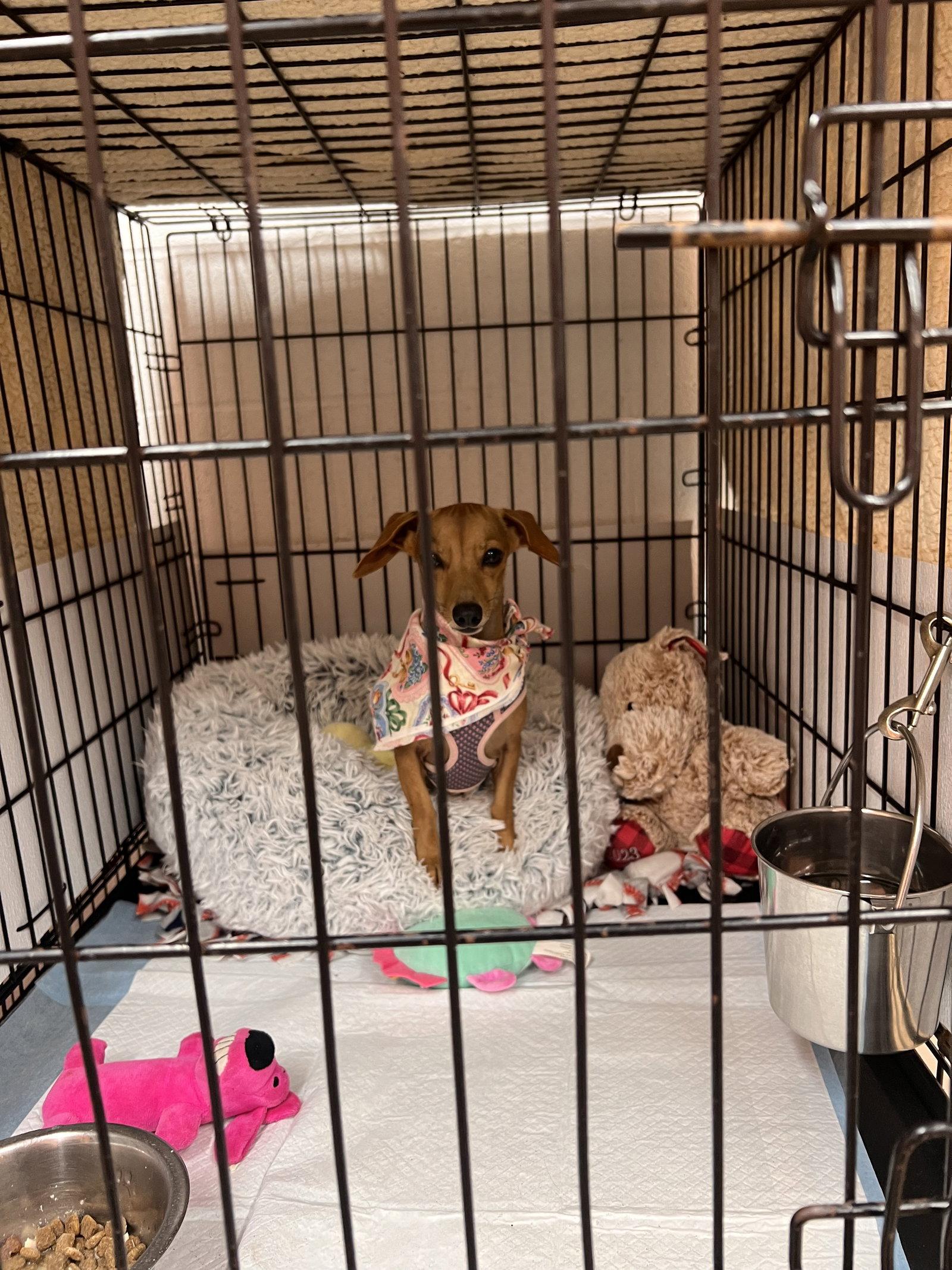 Millie, Adoptable, Puppy Female Chihuahua & Dachshund.