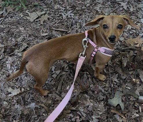 Enlarge Millie, a Adoptable mixed breed in York, SC image 2/3
