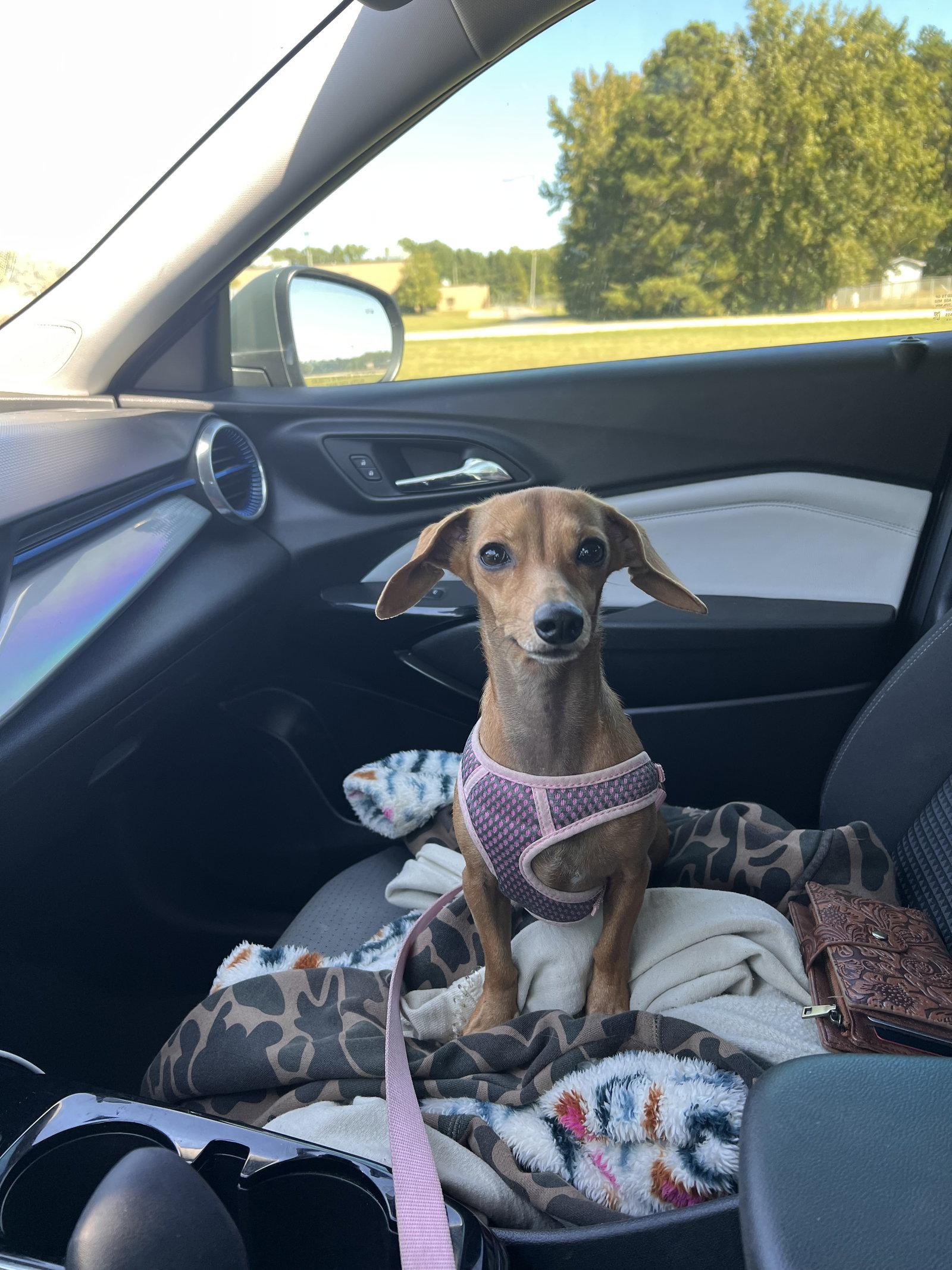 Enlarge Millie, a Adoptable mixed breed in York, SC image 3/3