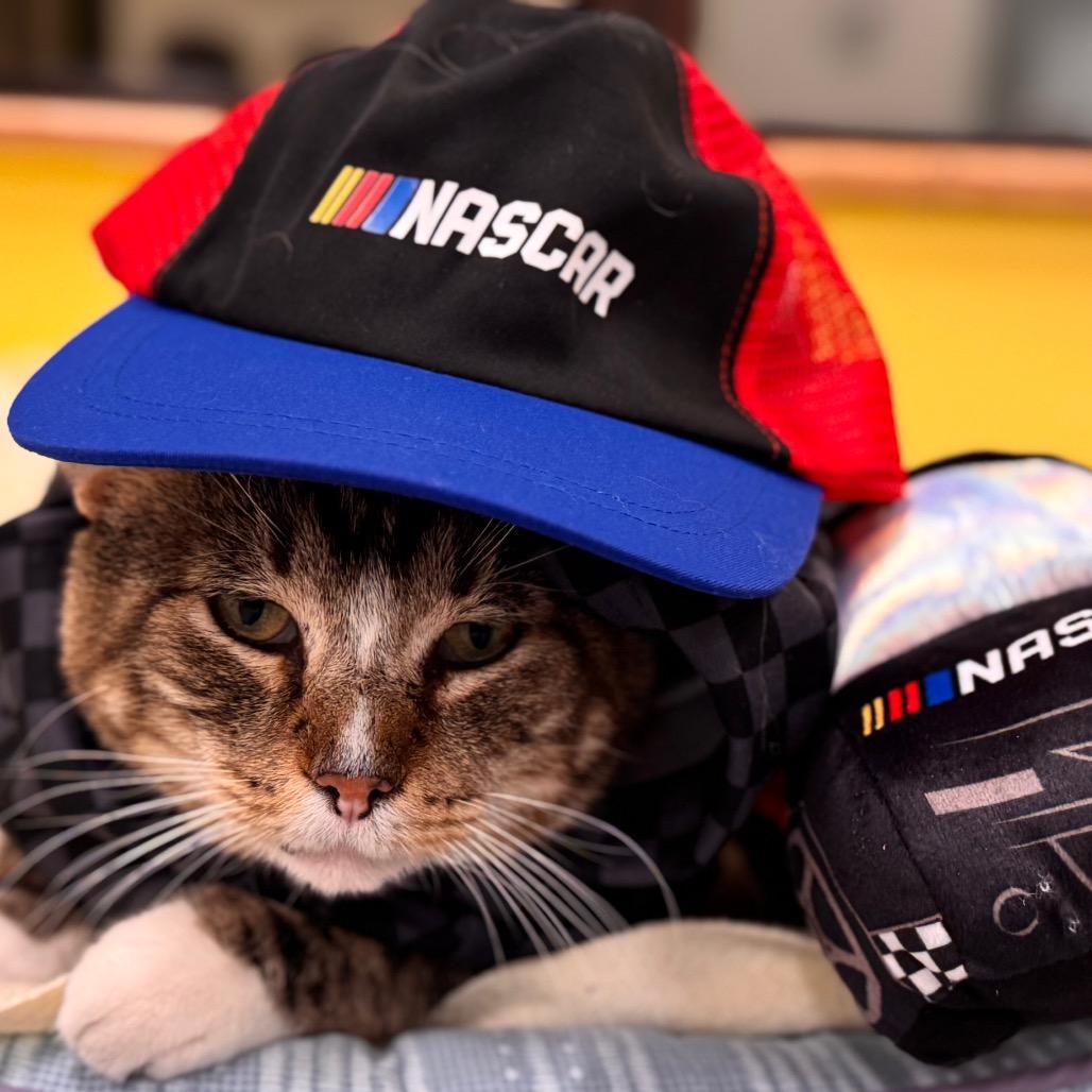 Bernie, Adoptable, Adult Male Domestic Short Hair.