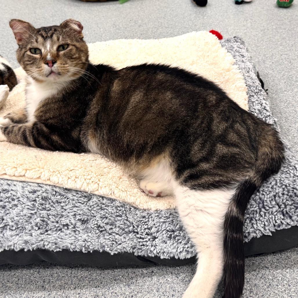 Bernie, Adoptable, Adult Male Domestic Short Hair.