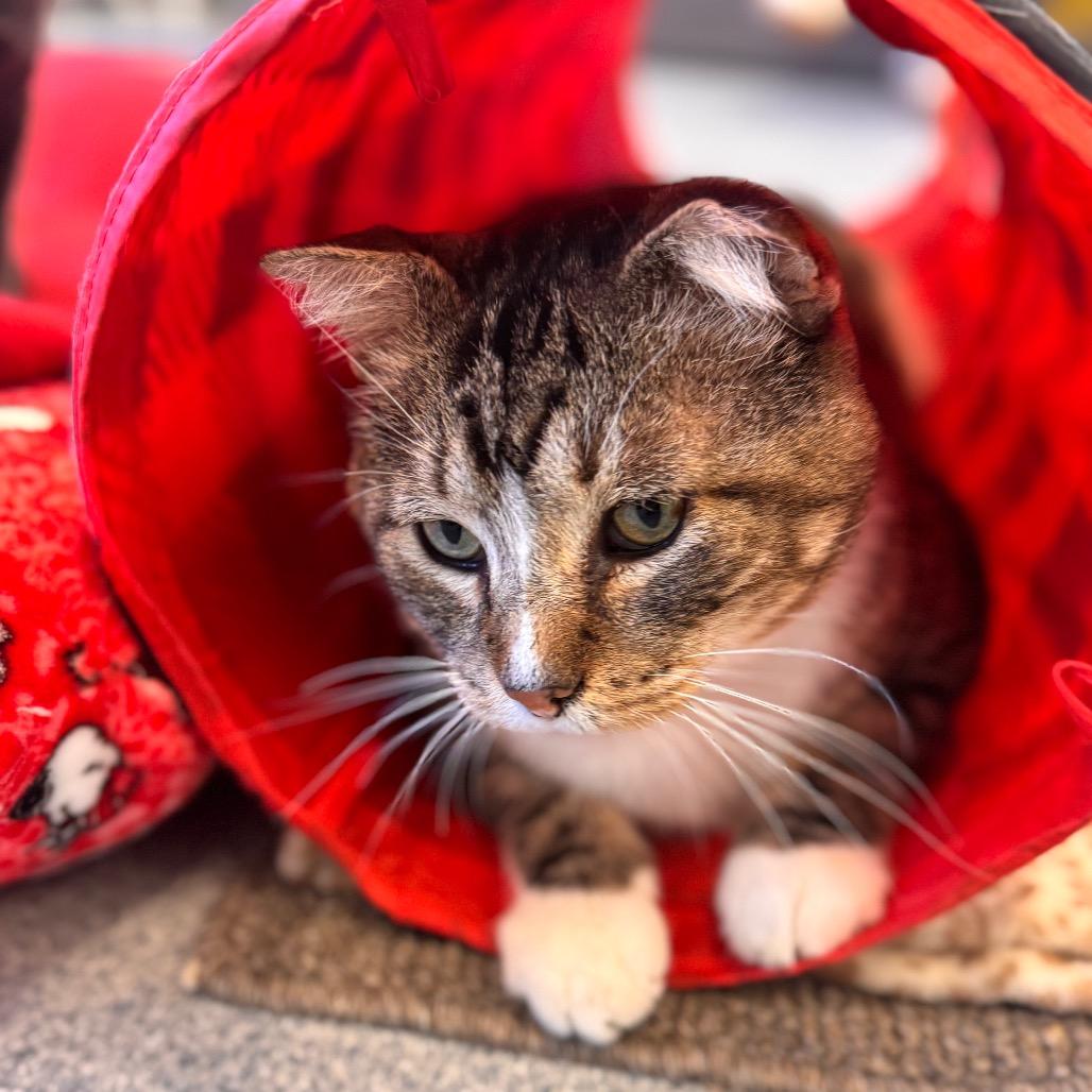 Enlarge Bernie, a Adoptable Domestic Short Hair in Wheeling, IL image 1/6