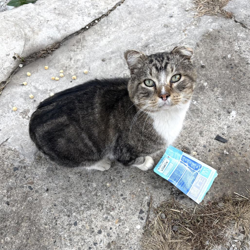 Bernie, Adoptable, Adult Male Domestic Short Hair.