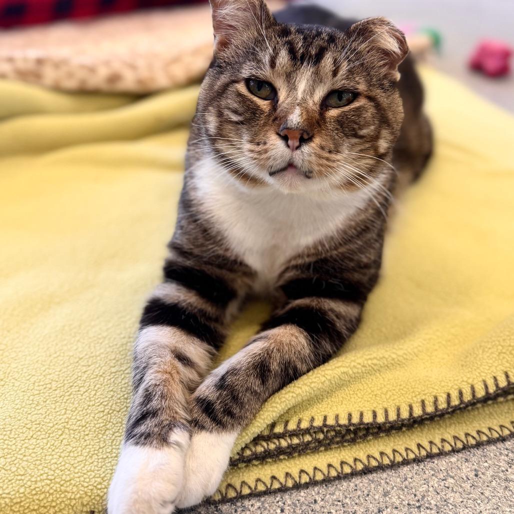 Enlarge Bernie, a Adoptable Domestic Short Hair in Wheeling, IL image 2/6