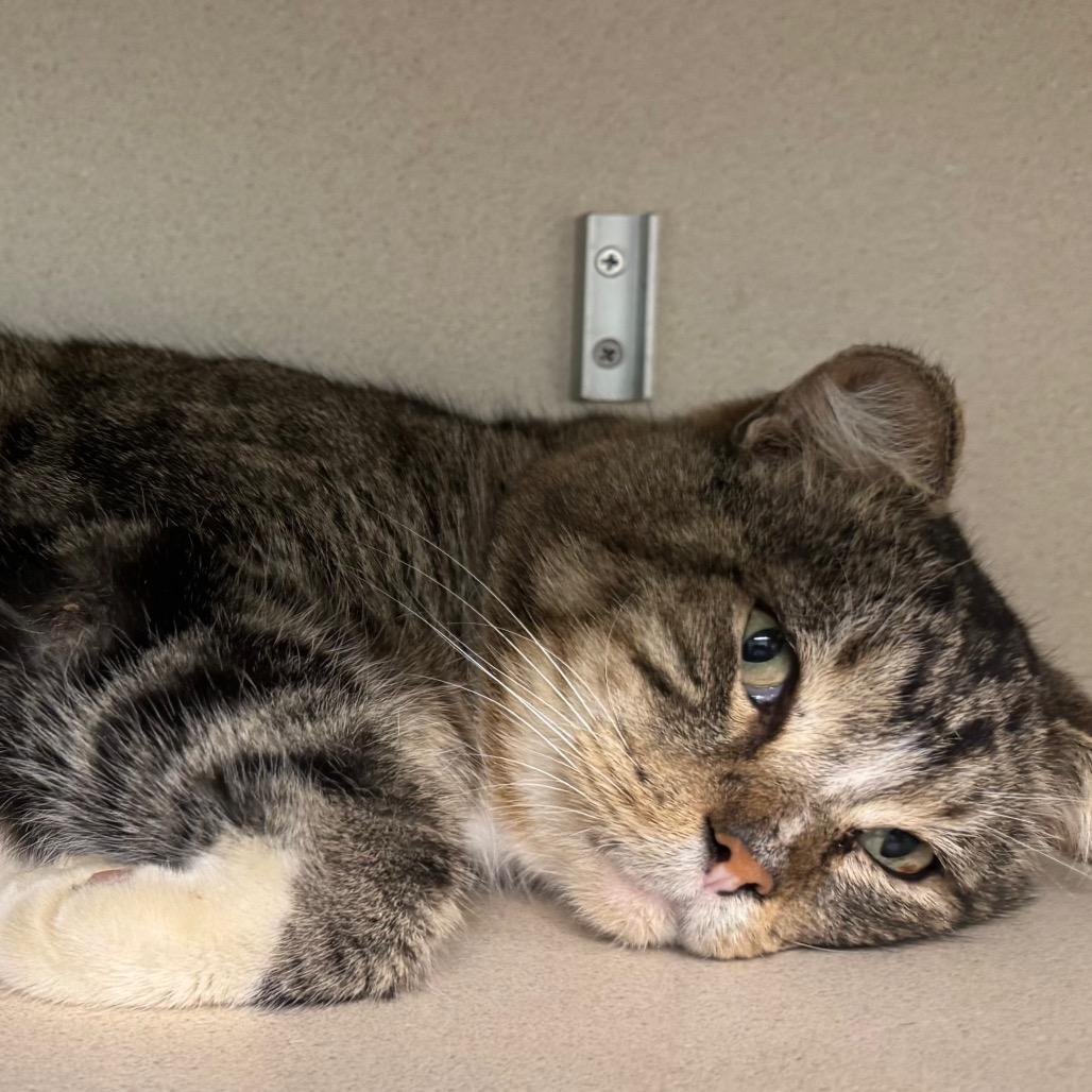 Enlarge Bernie, a Adoptable Domestic Short Hair in Wheeling, IL image 2/6