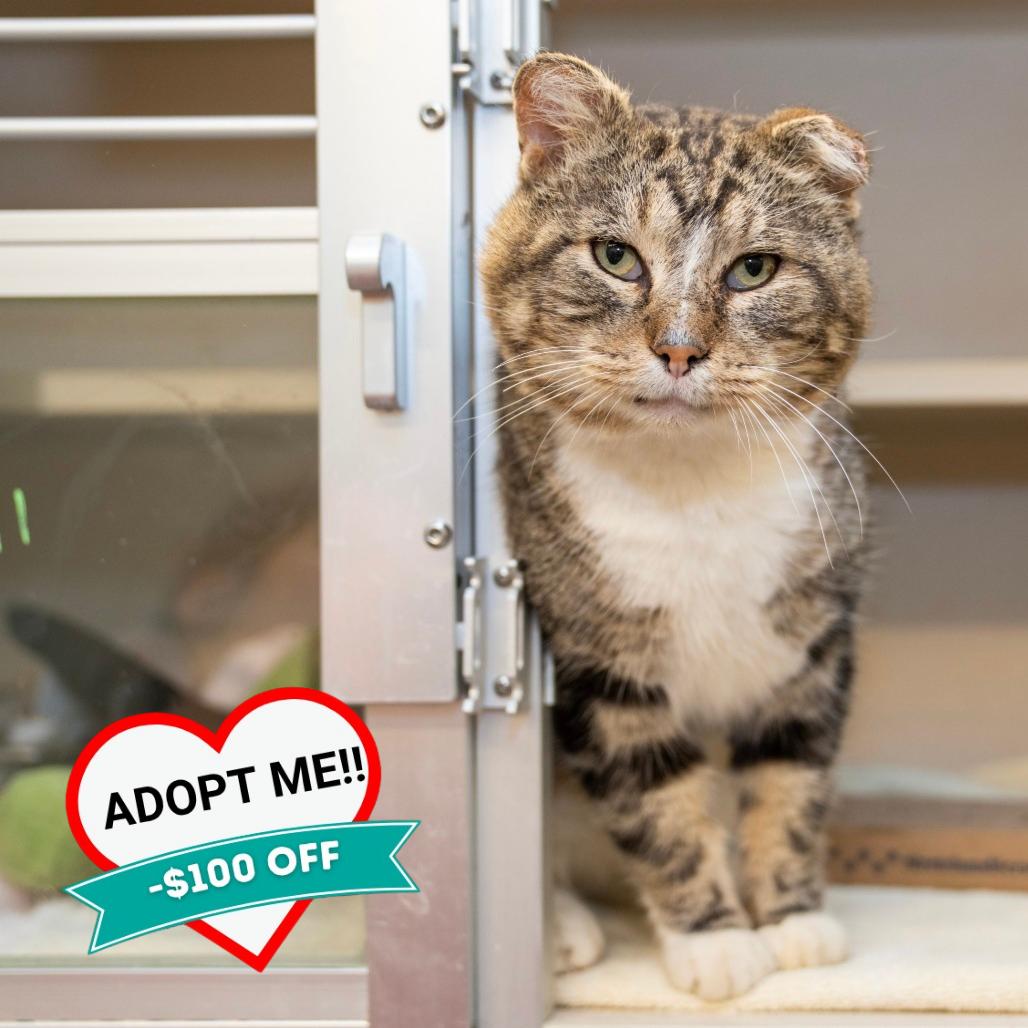 Enlarge Bernie, a Adoptable Domestic Short Hair in Wheeling, IL image 3/6