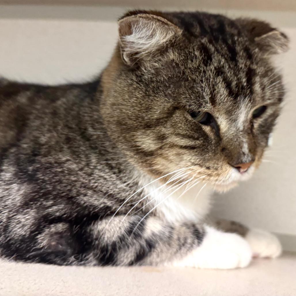 Enlarge Bernie, a Adoptable Domestic Short Hair in Wheeling, IL image 3/6