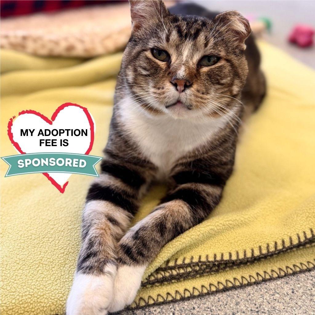 Bernie, a Adoptable Domestic Short Hair in Wheeling, IL image 4/6