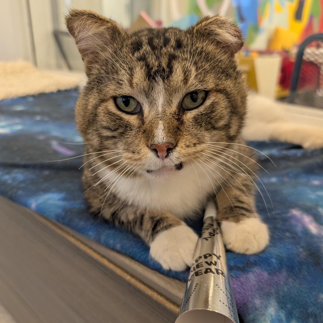 Enlarge Bernie, a Adoptable Domestic Short Hair in Wheeling, IL image 4/6