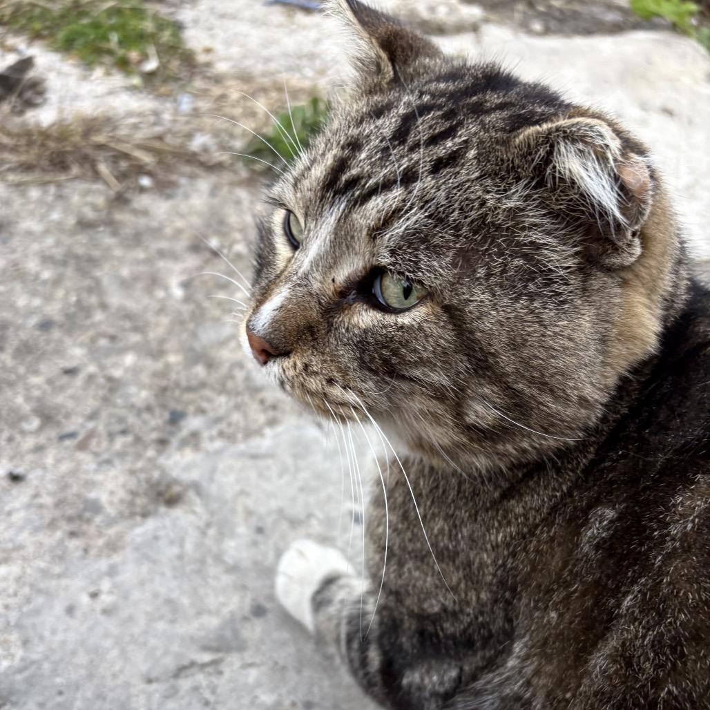 Enlarge Bernie, a Adoptable Domestic Short Hair in Wheeling, IL image 5/6