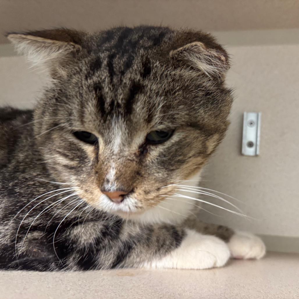 Enlarge Bernie, a Adoptable Domestic Short Hair in Wheeling, IL image 6/6