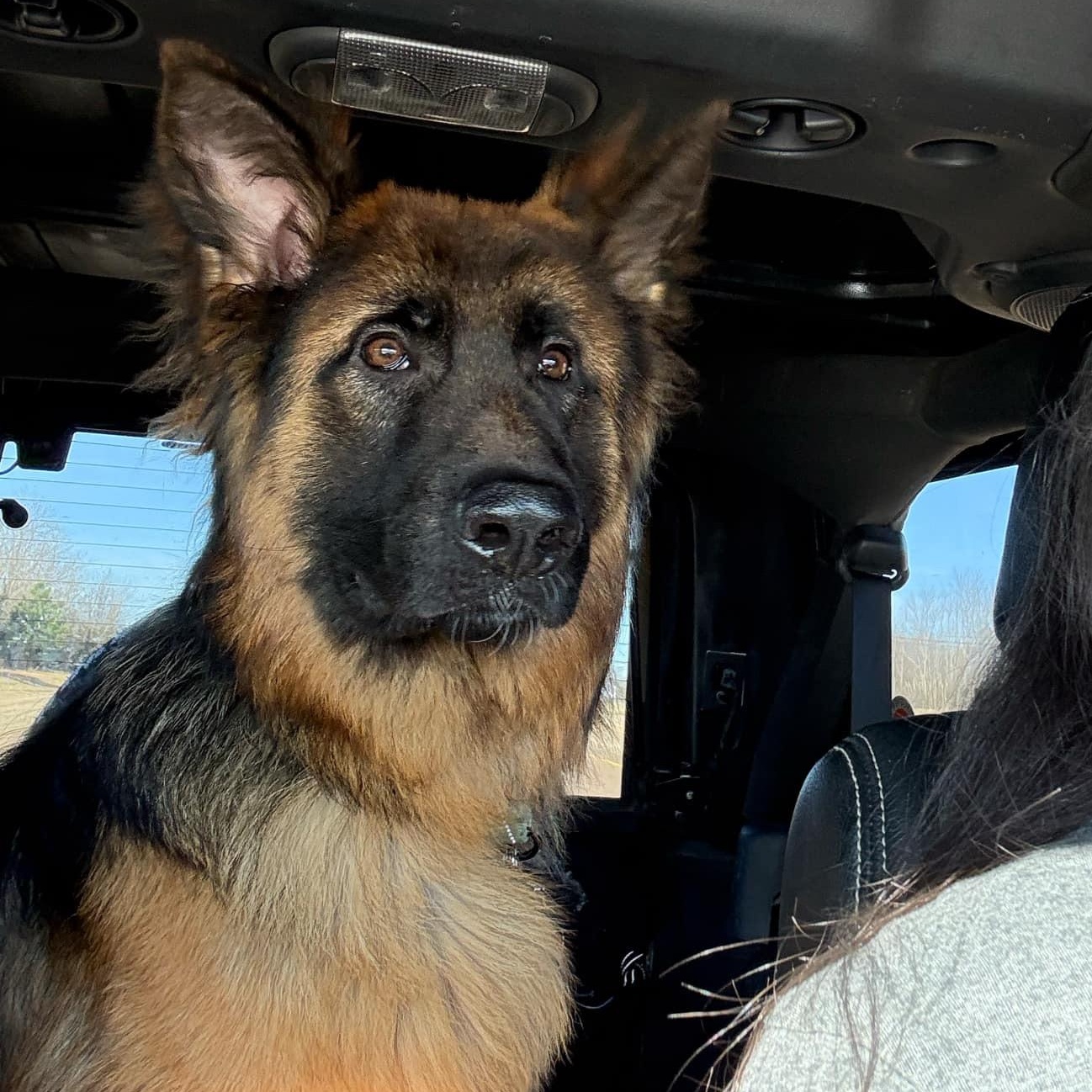 Enlarge Niko, a Adopted German Shepherd Dog in Lucasville, OH image 5/6