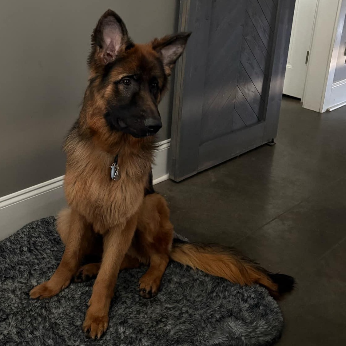 Enlarge Niko, a Adopted German Shepherd Dog in Lucasville, OH image 3/6