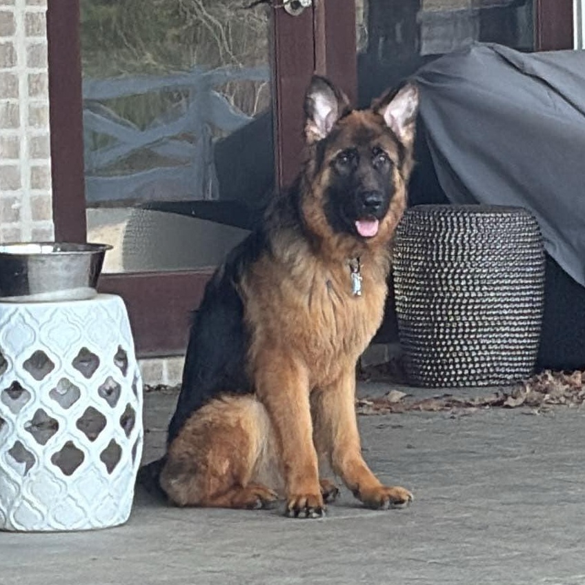 Enlarge Niko, a Adopted German Shepherd Dog in Lucasville, OH image 2/6