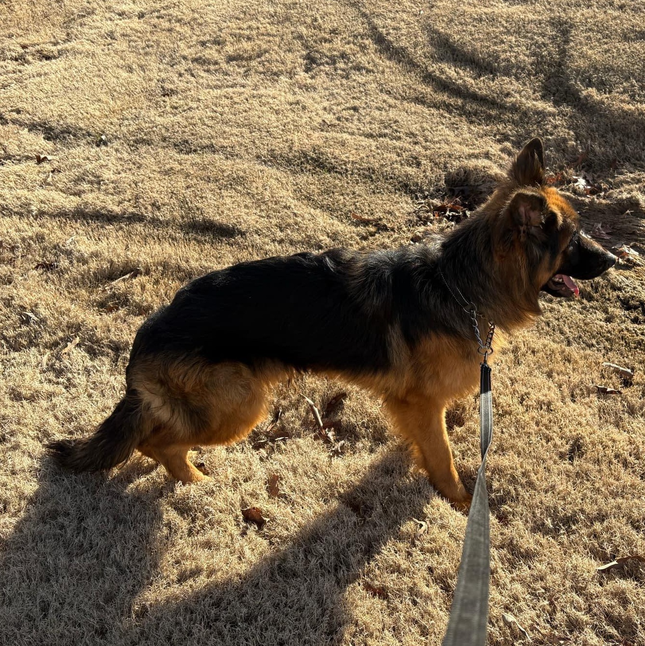 Niko, Adopted, Young Male German Shepherd Dog.
