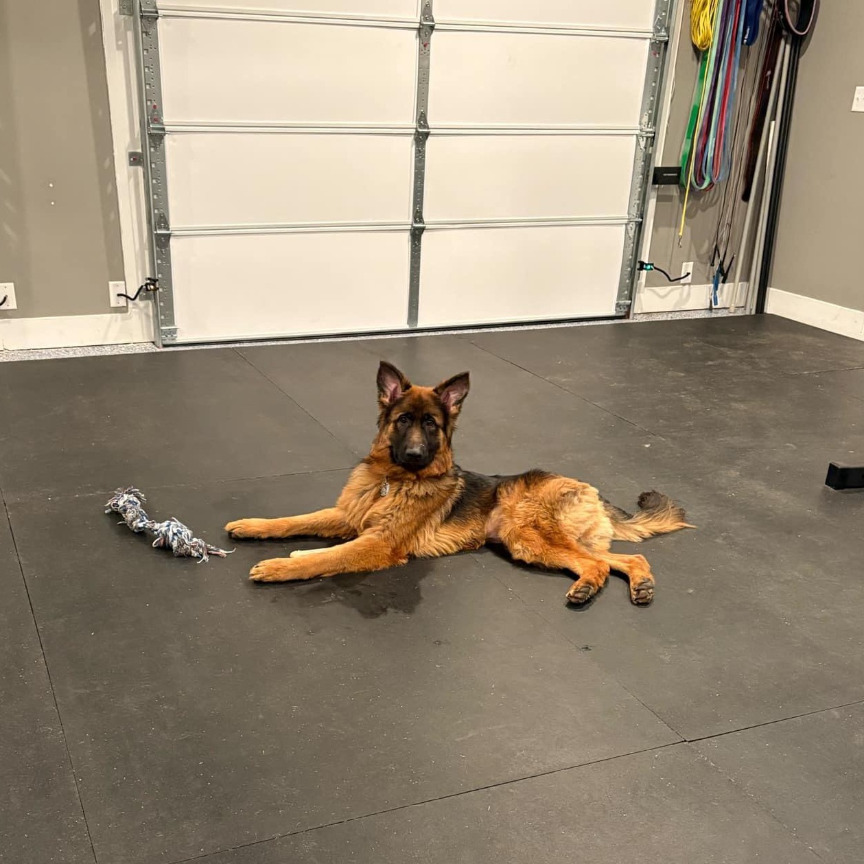 Enlarge Niko, a Adopted German Shepherd Dog in Lucasville, OH image 4/6