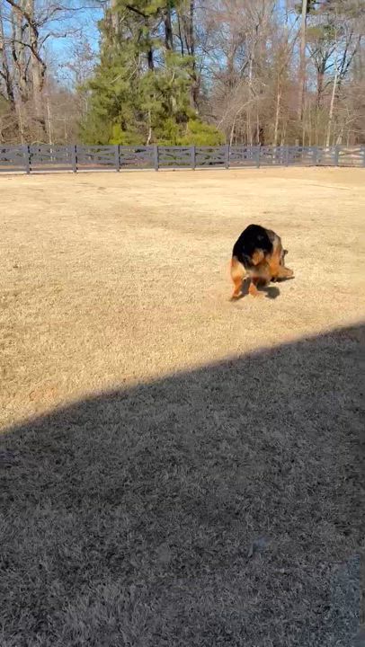 Enlarge Niko, a Adopted German Shepherd Dog in Lucasville, OH video 6/6