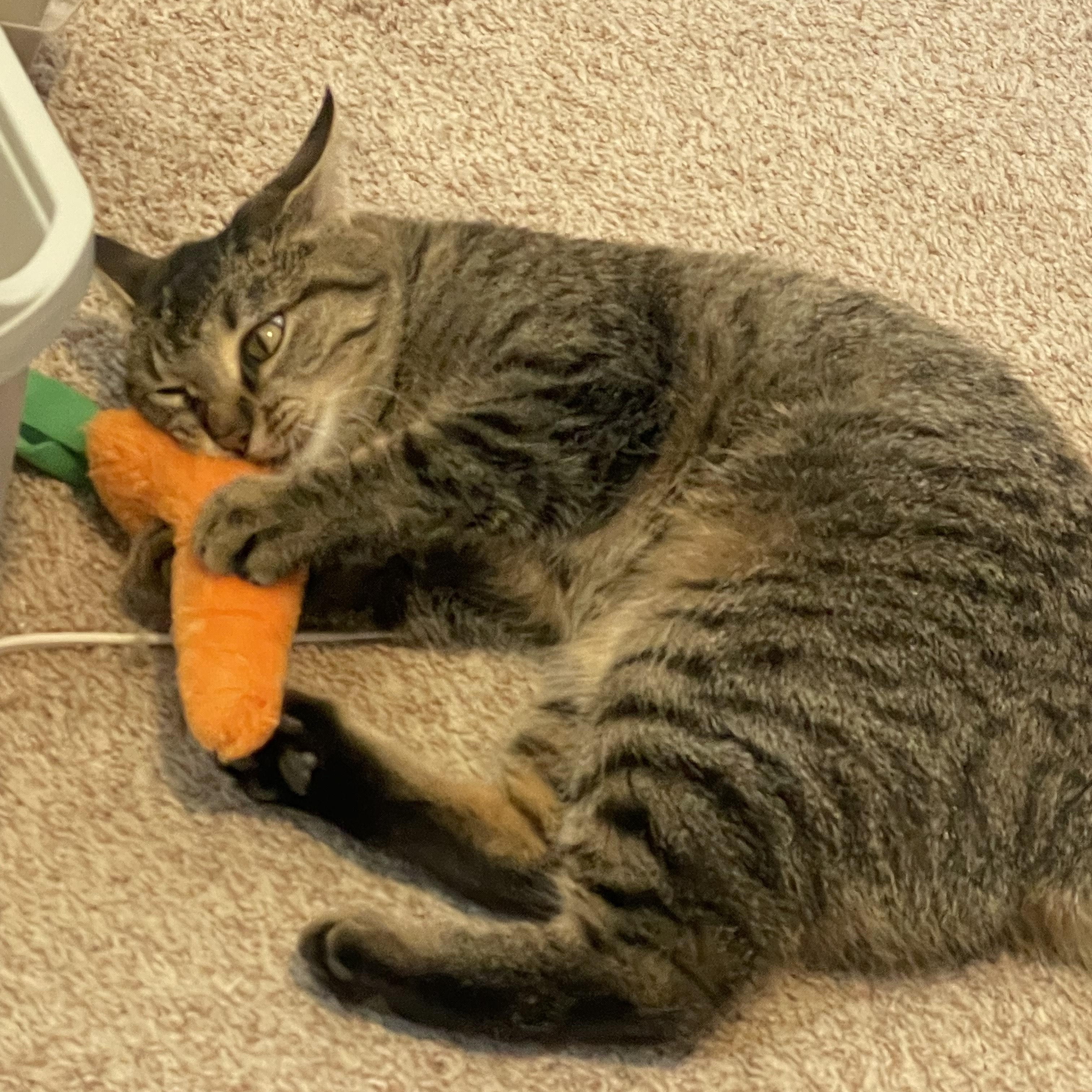 Sweet Pea ****Courtesy Post*******, a ADOPTABLE Tabby in Warren, MI image 3/4