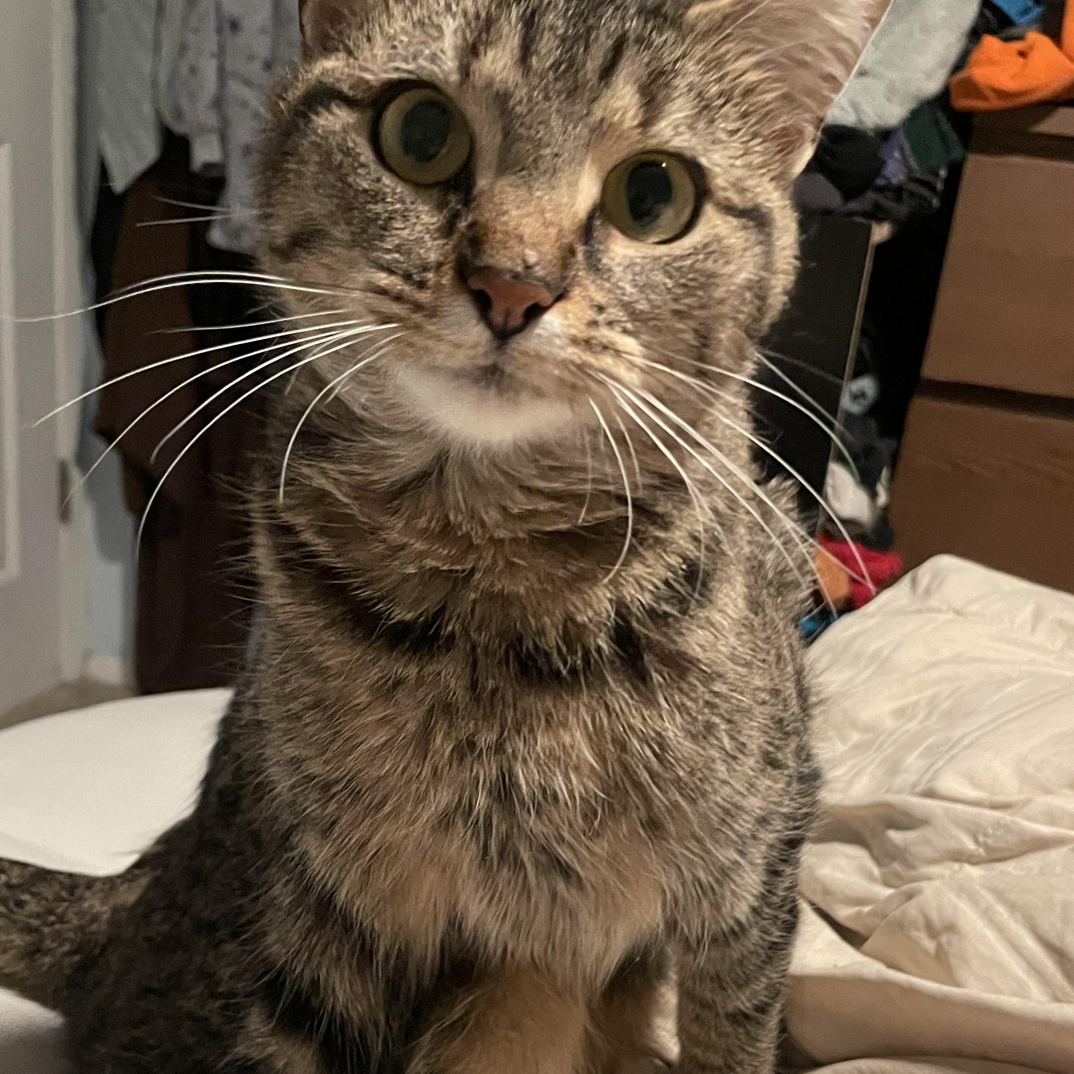 Sweet Pea ****Courtesy Post*******, adopted, Young Female Tabby.