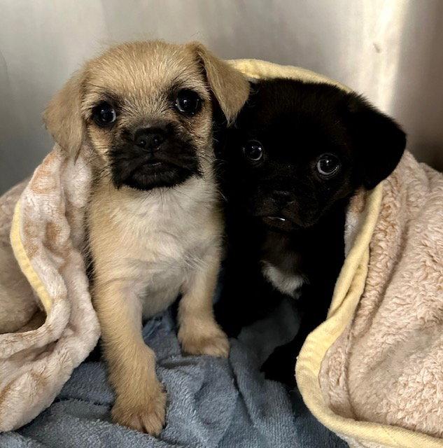 Papi CA, Adopted, Puppy Male Pug & Chihuahua.