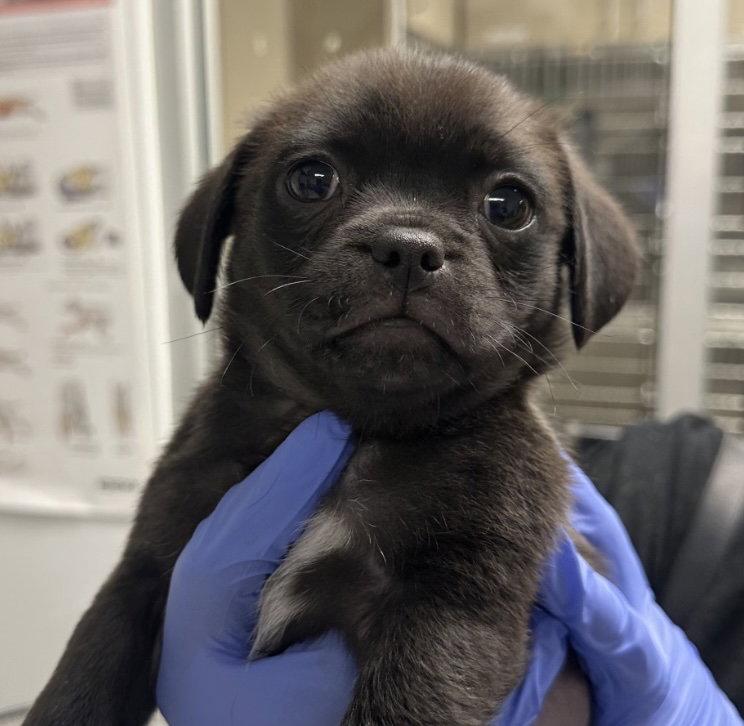 Enlarge Papi CA, a Adopted mixed breed in Hillside, IL image 2/2