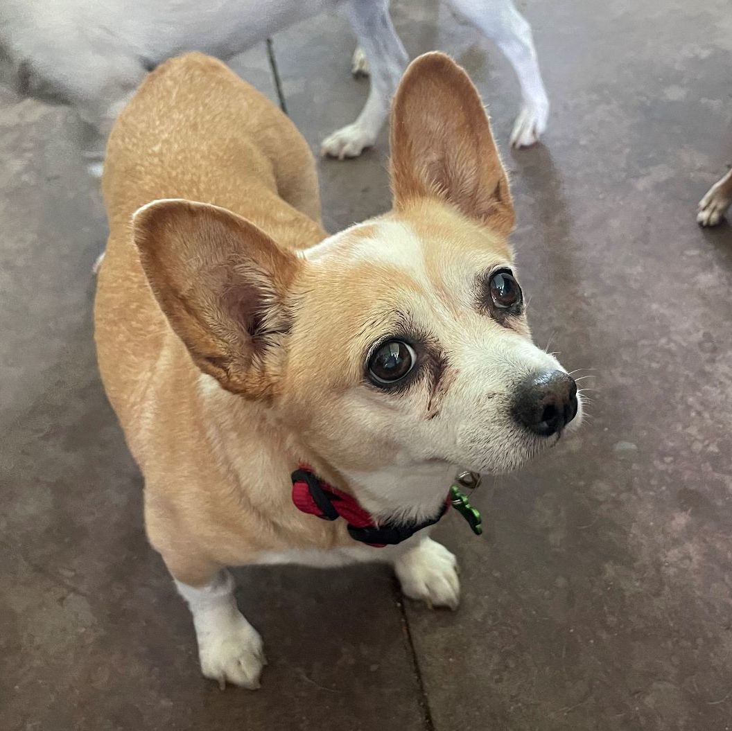 Enlarge Lola, a Adoptable mixed breed in Atascadero, CA image 7/9