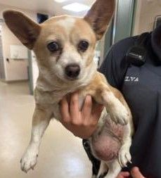 Enlarge Lola, a Adoptable mixed breed in Atascadero, CA image 8/9