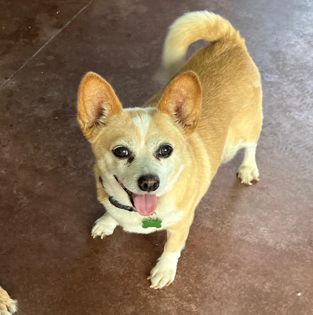 Lola, Adoptable, Adult Female Corgi & Pug.