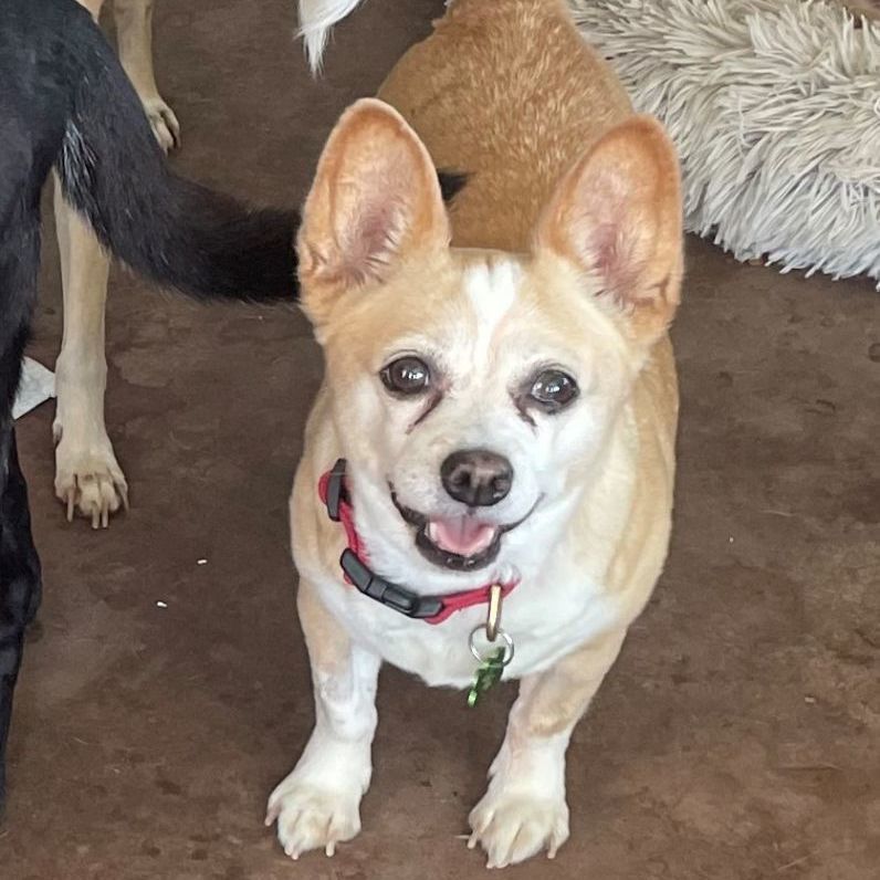 Enlarge Lola, a Adoptable mixed breed in Atascadero, CA image 9/9