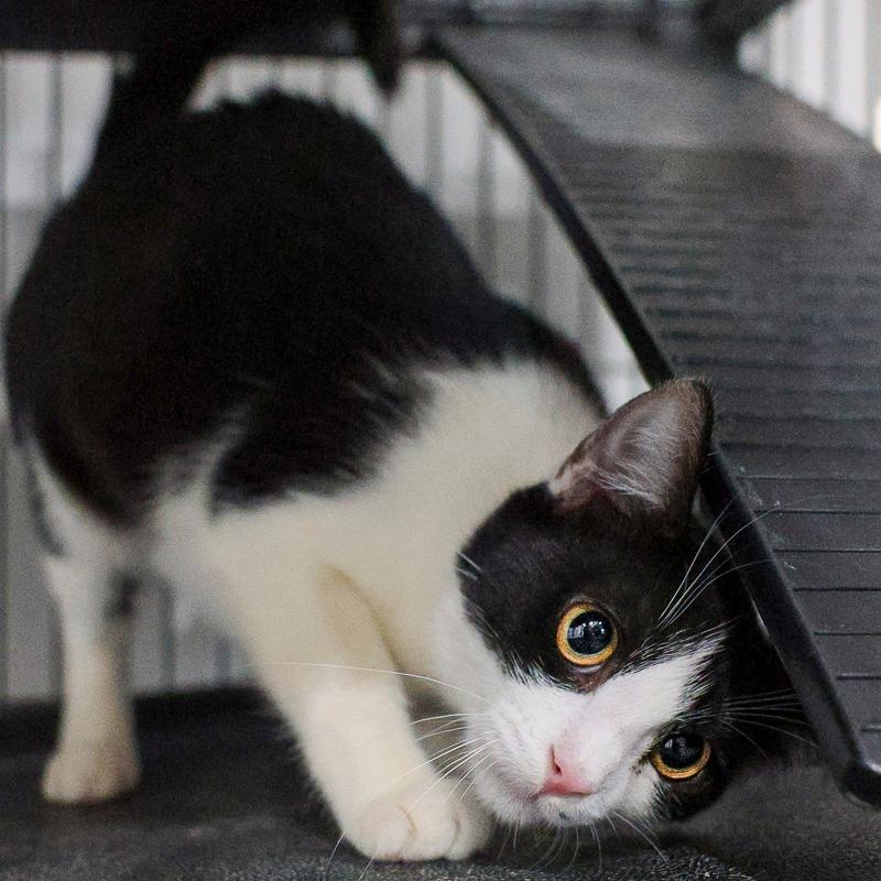 Zoodles, a Adoptable Domestic Short Hair in Bradenton, FL image 2/2