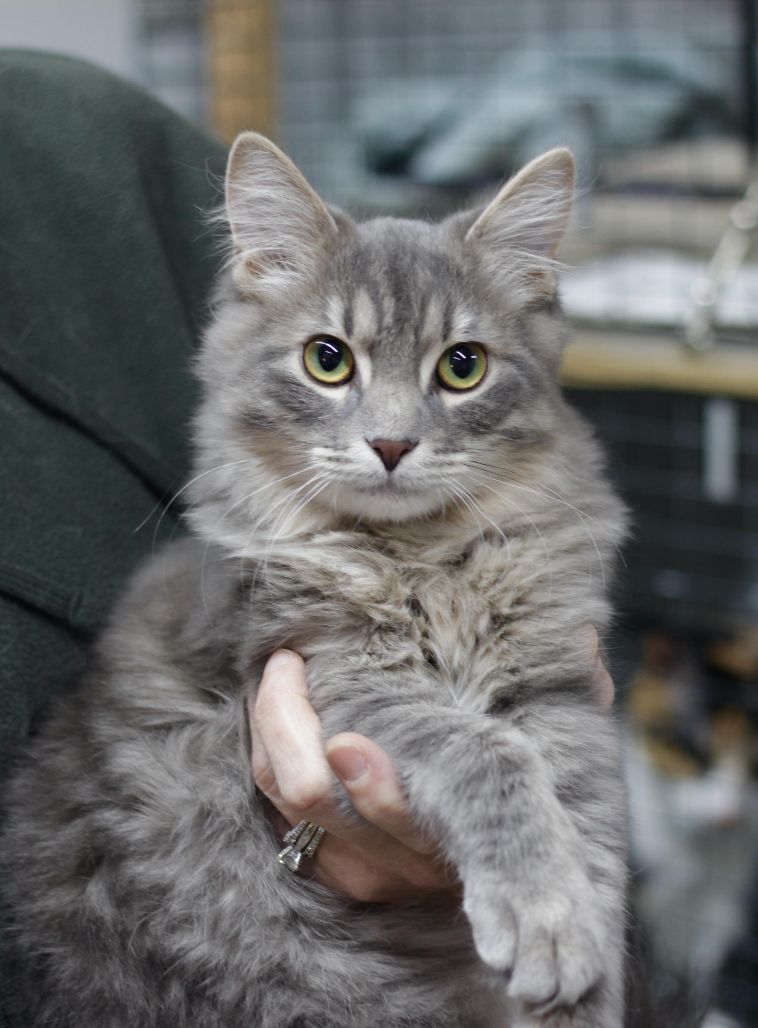 Enlarge Sterling , an adopted Domestic Medium Hair in Avon, OH image 1/3