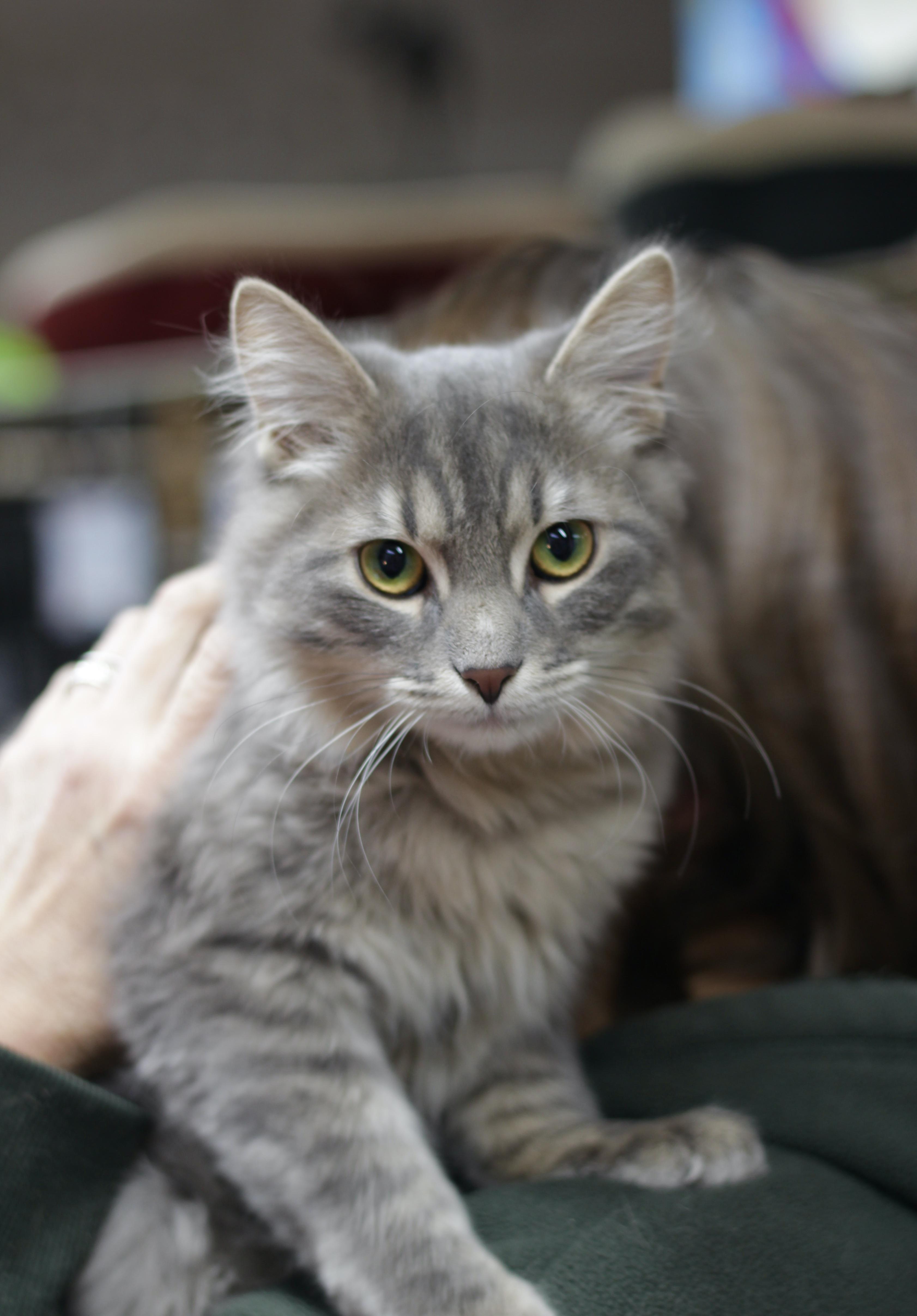 Enlarge Sterling , an adopted Domestic Medium Hair in Avon, OH image 3/3