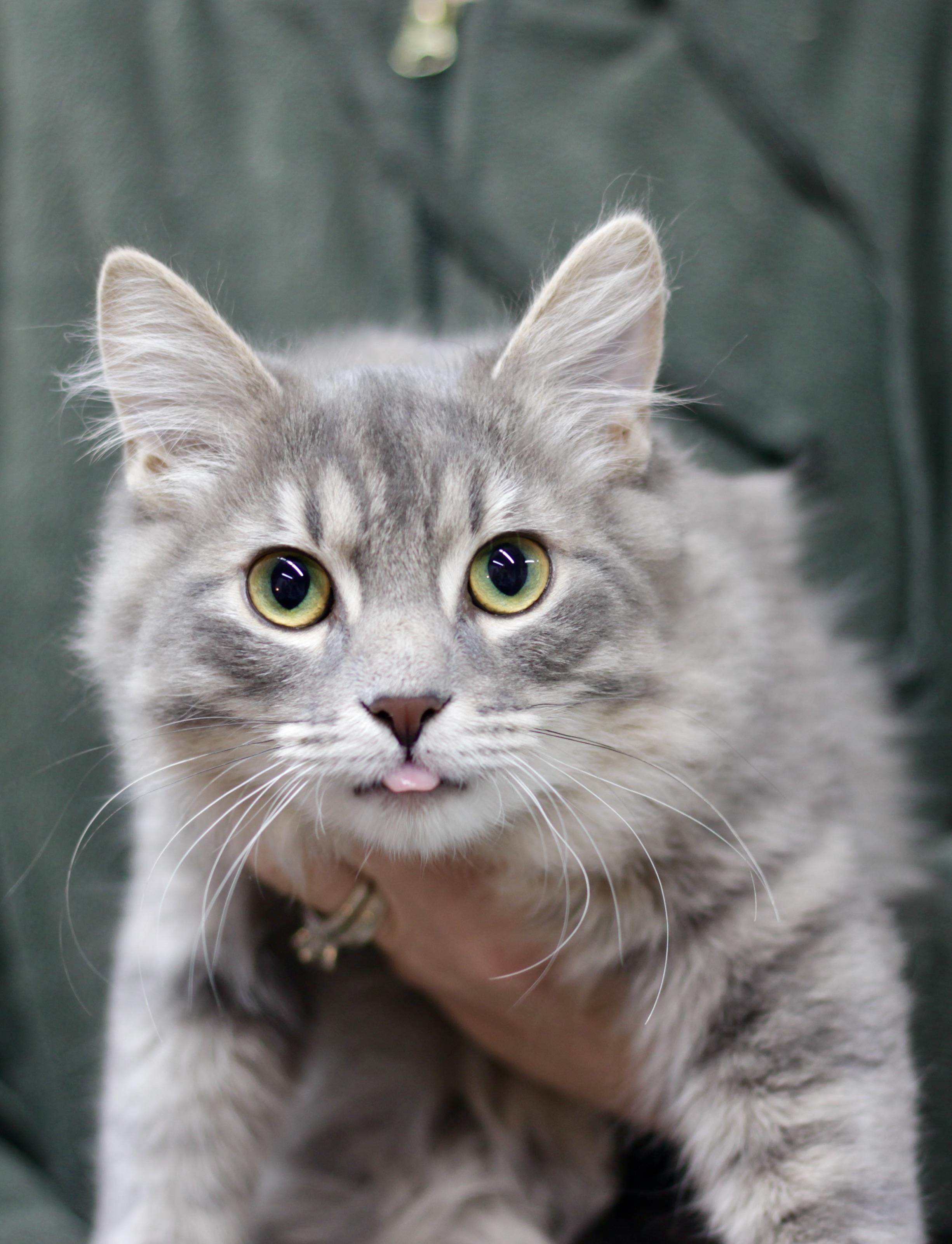 Enlarge Sterling , an adopted Domestic Medium Hair in Avon, OH image 2/3