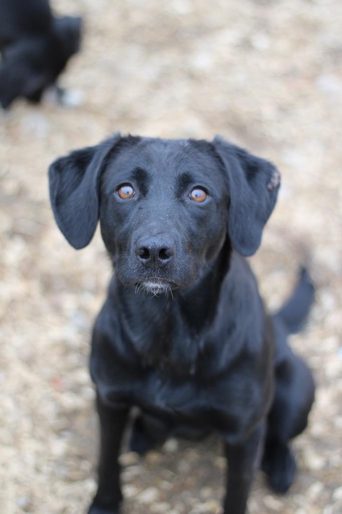 Enlarge Cindy Lou, a ADOPTABLE Black Labrador Retriever in Calhoun, KY image 1/1