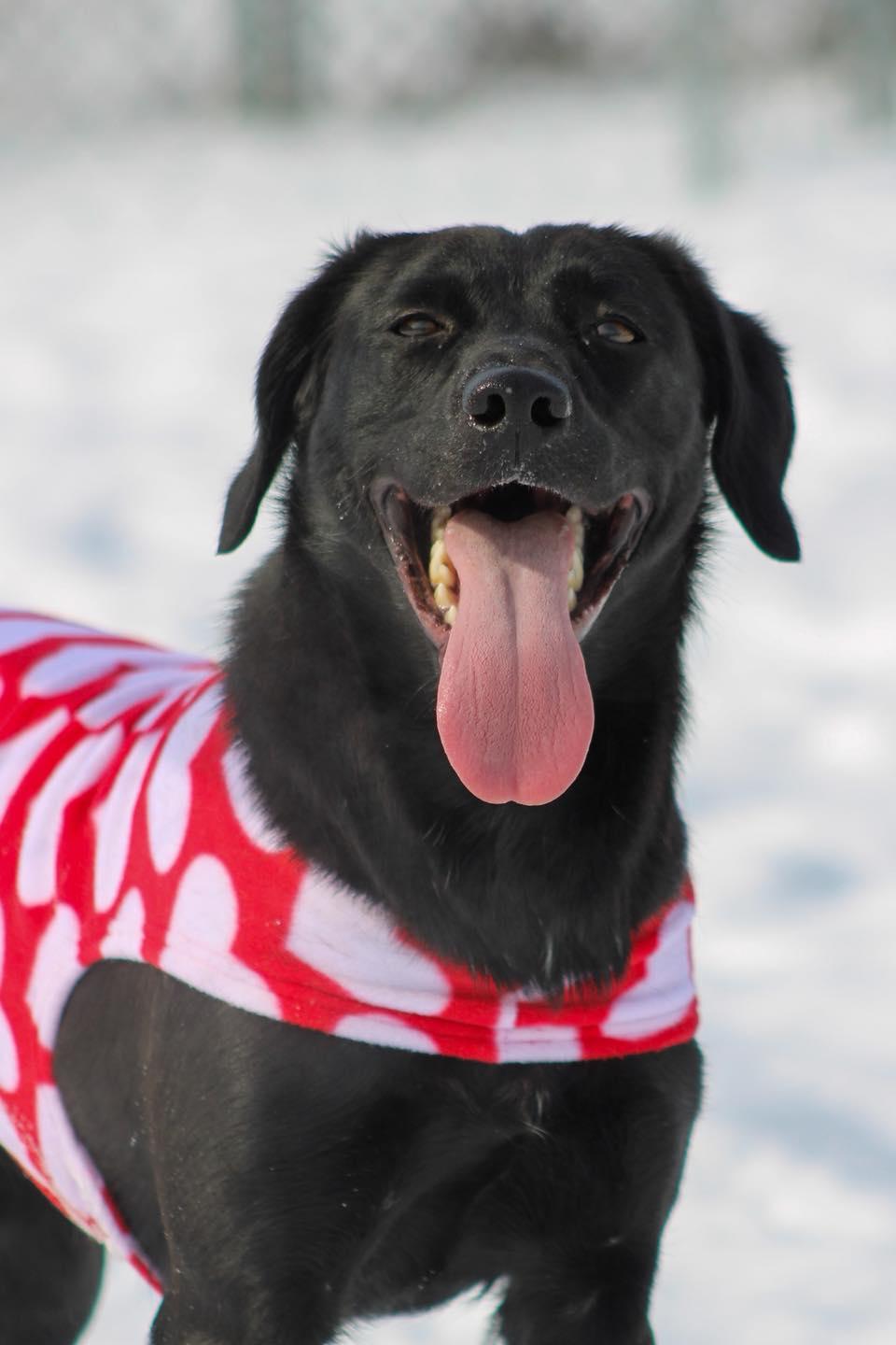 Enlarge Cindy Lou, a ADOPTABLE Black Labrador Retriever in Calhoun, KY image 4/6
