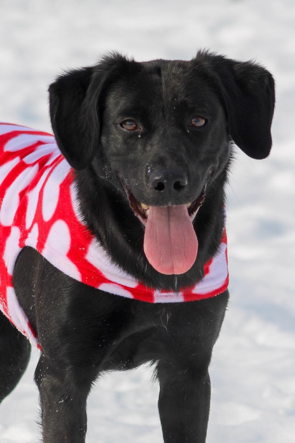 Cindy Lou, ADOPTABLE, Young Female Black Labrador Retriever.