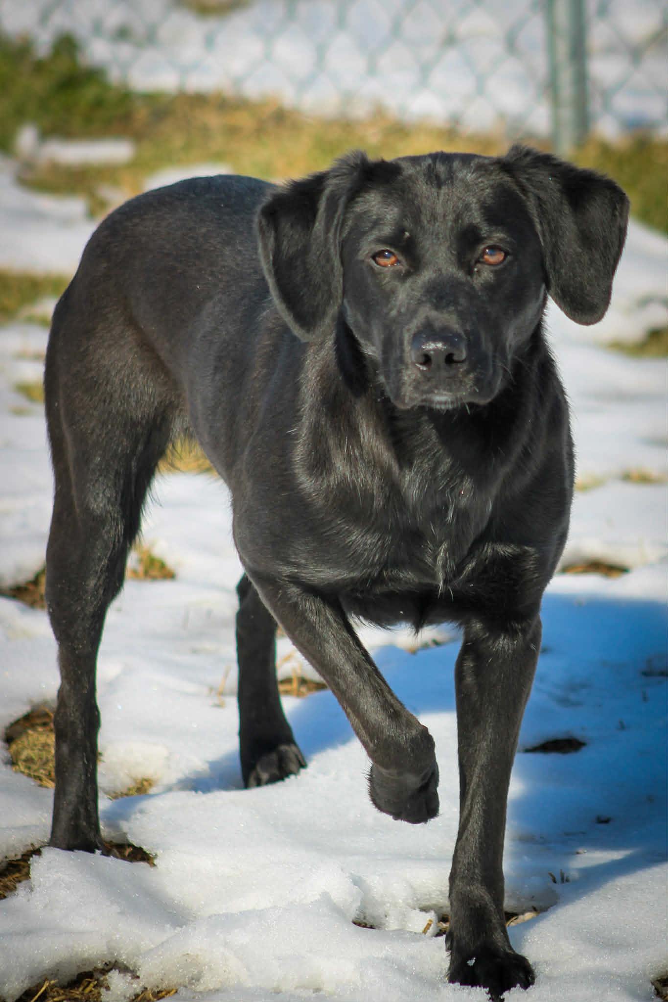 Enlarge Cindy Lou, a ADOPTABLE Black Labrador Retriever in Calhoun, KY image 6/6