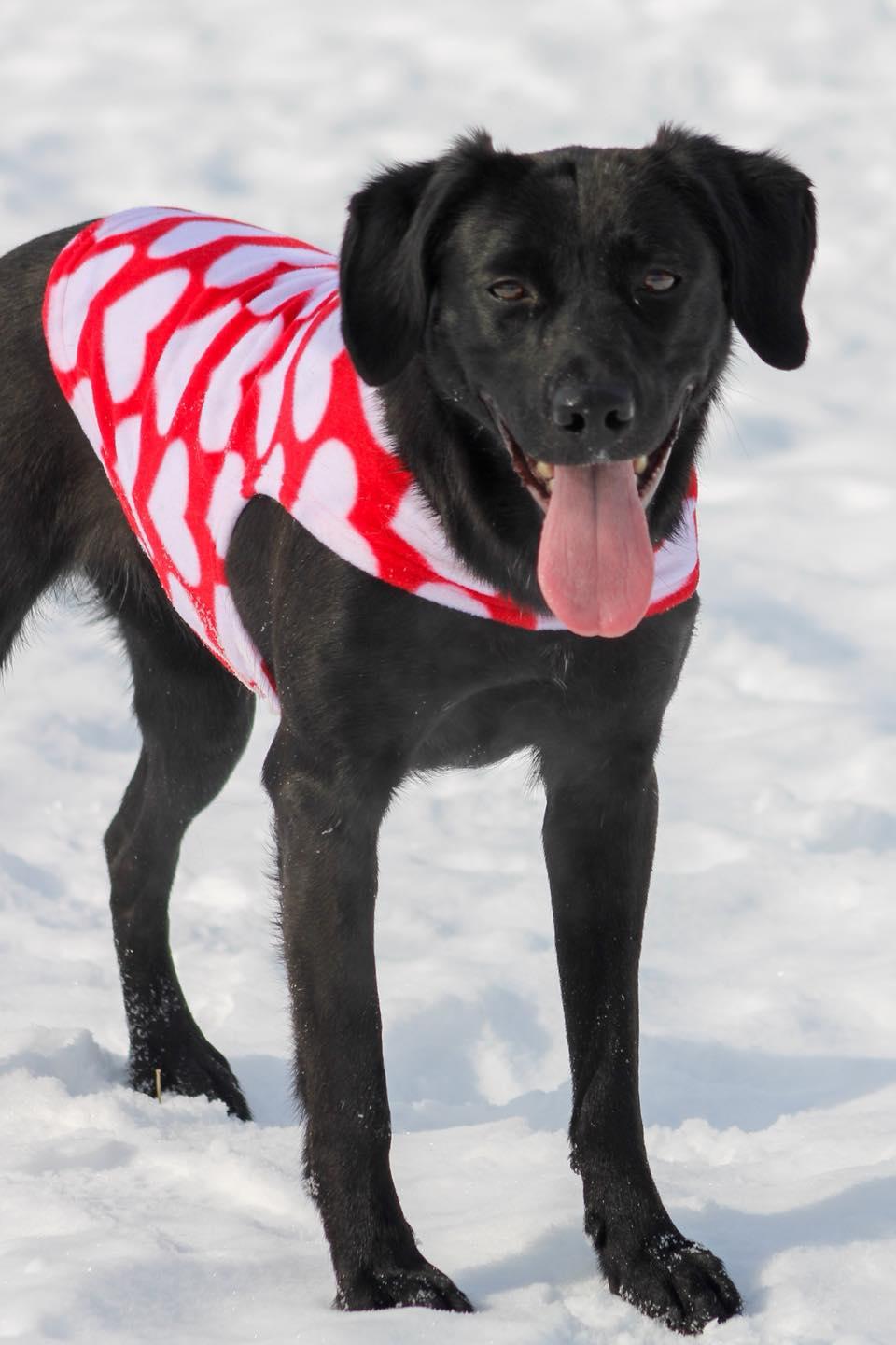 Enlarge Cindy Lou, a ADOPTABLE Black Labrador Retriever in Calhoun, KY image 3/6