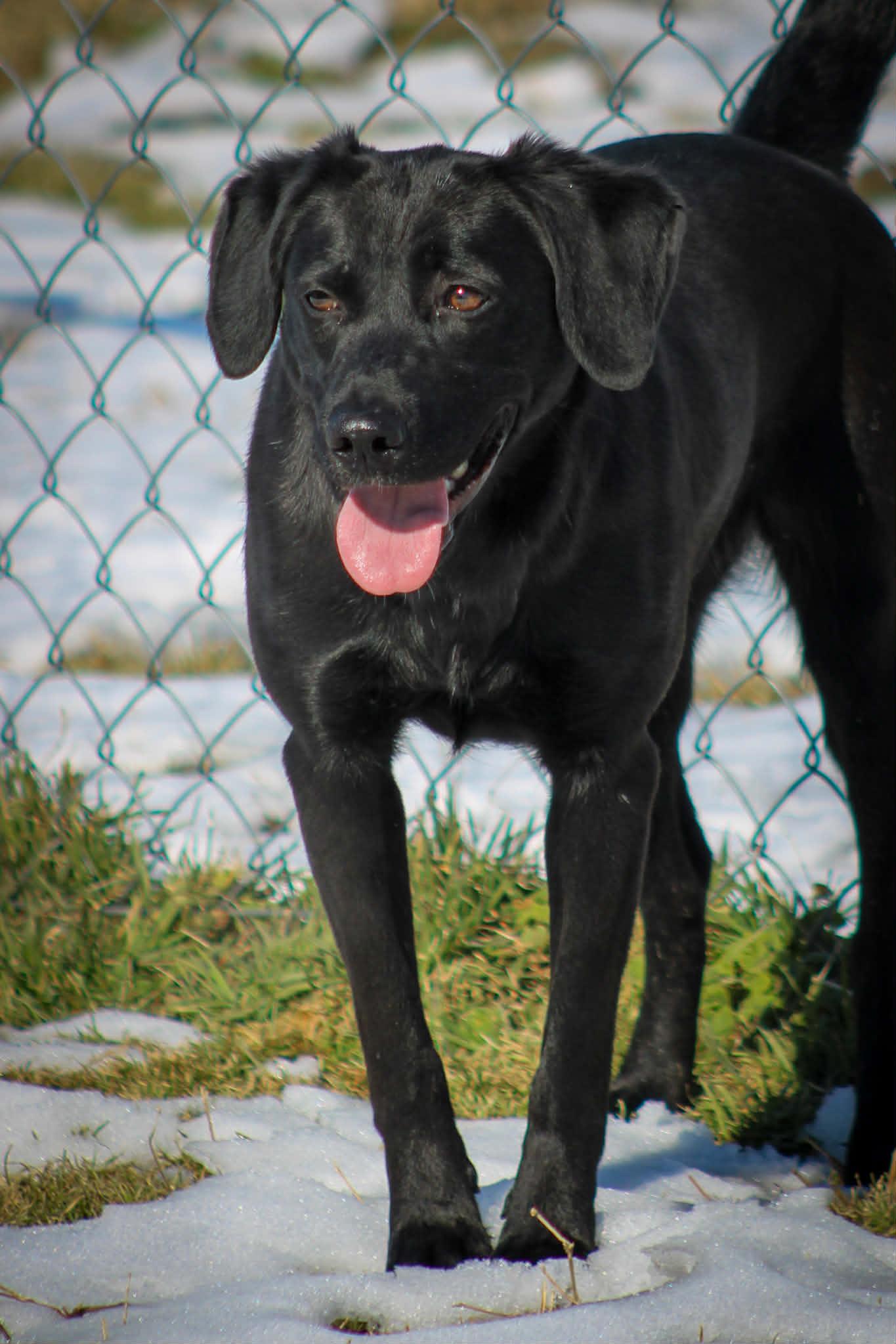 Enlarge Cindy Lou, a ADOPTABLE Black Labrador Retriever in Calhoun, KY image 5/6