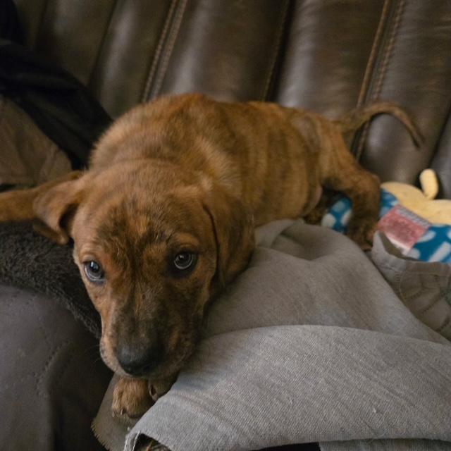 Vinny, an adopted mixed breed in CHURCHVILLE, NY image 3/3