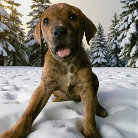 Vinny, an adopted mixed breed in CHURCHVILLE, NY image 1/3