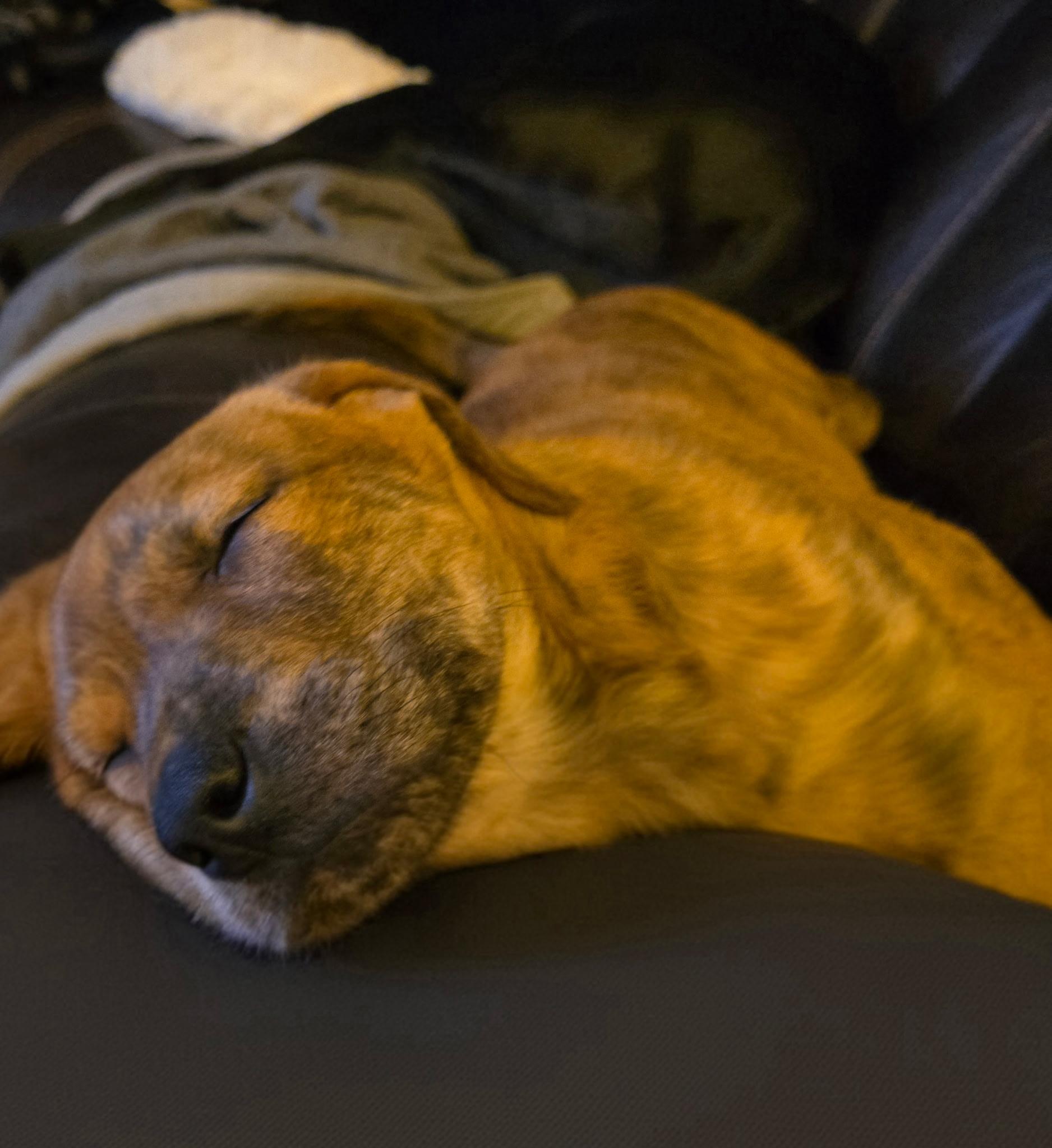 Vinny, an adopted mixed breed in CHURCHVILLE, NY image 2/3