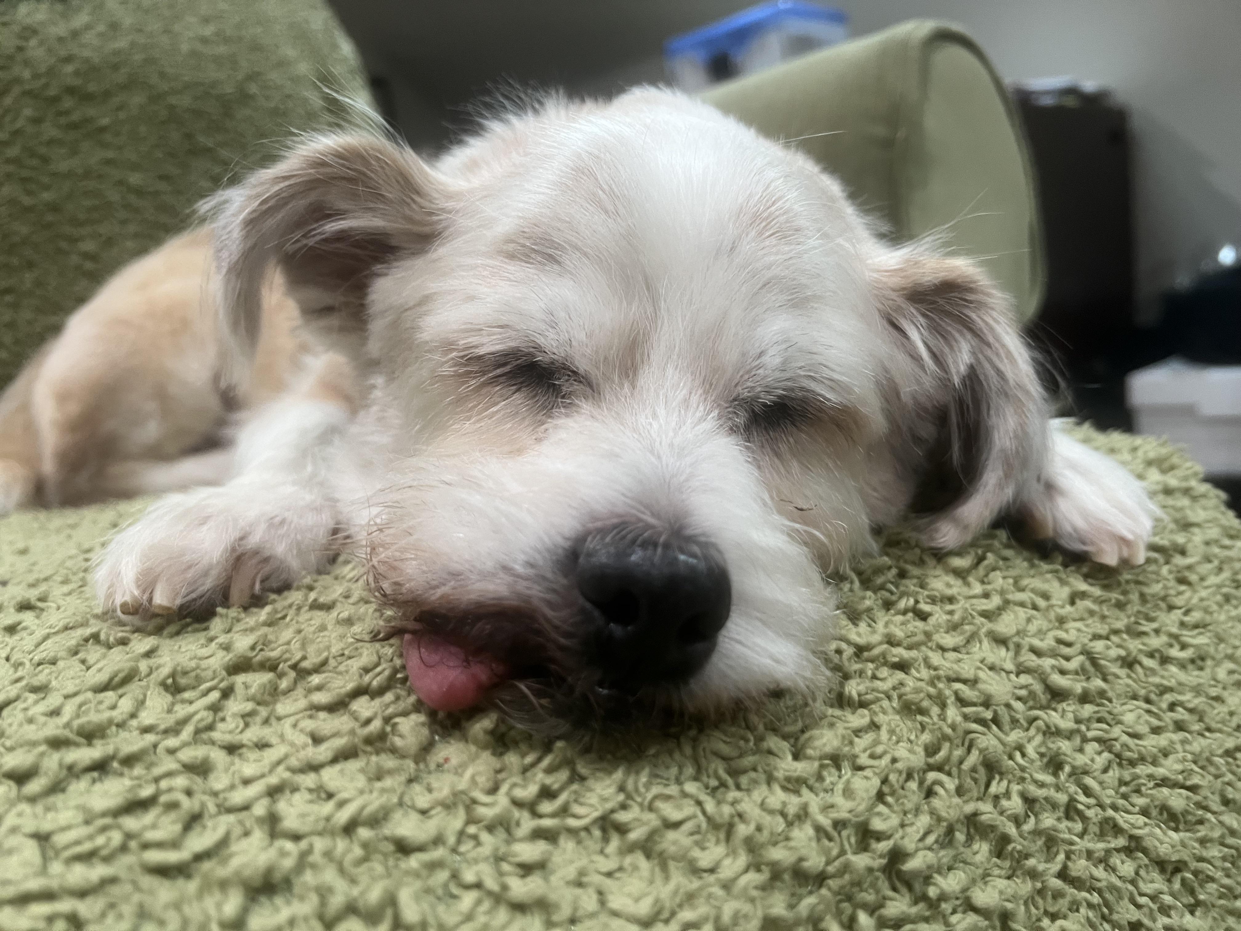 Enlarge Benji (he's the perfect dog - good w dogs, cats, kids), a ADOPTABLE mixed breed in New Milford, CT image 6/6