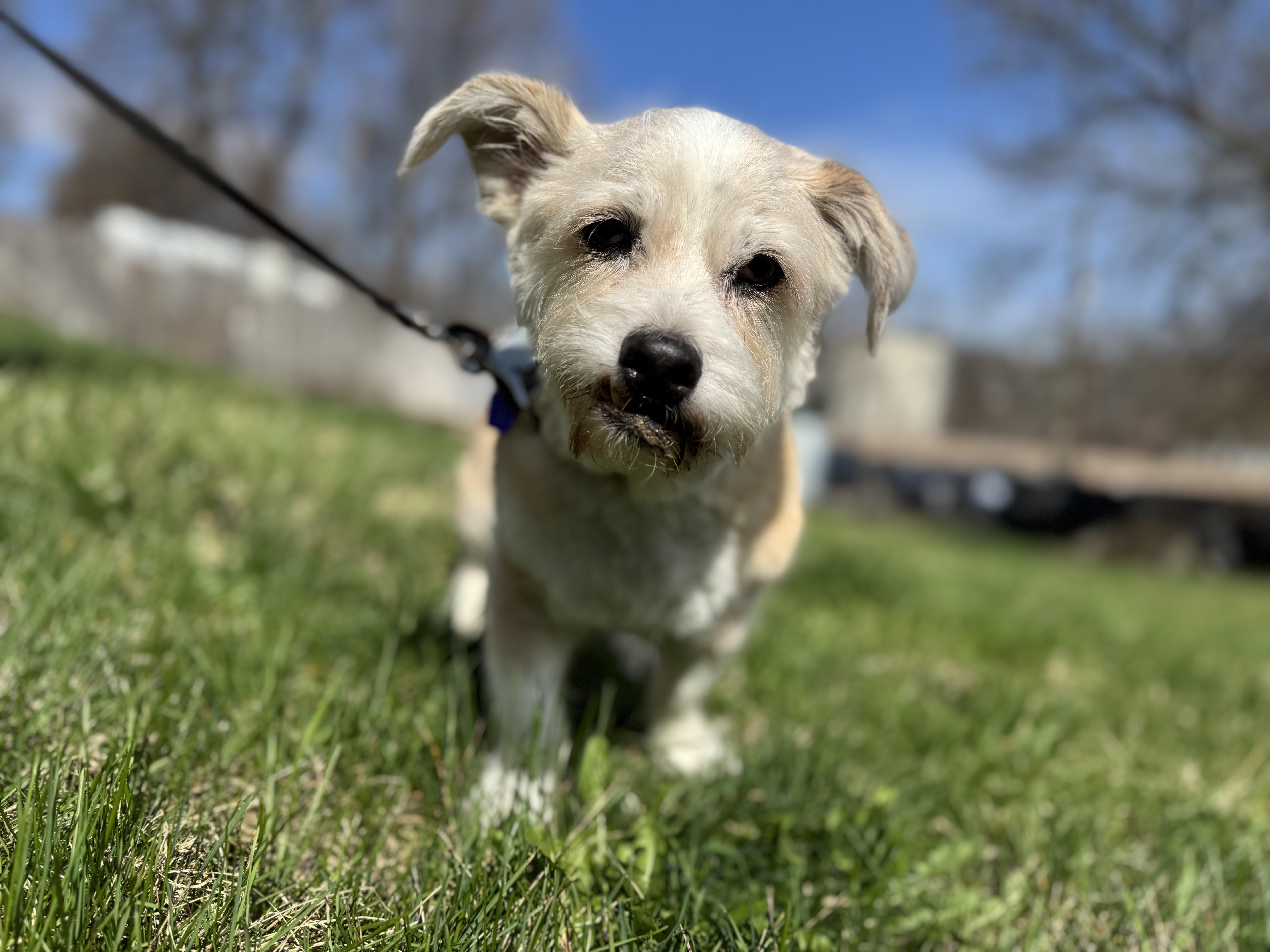 Enlarge Benji (he's the perfect dog - good w dogs, cats, kids), a ADOPTABLE mixed breed in New Milford, CT image 2/6