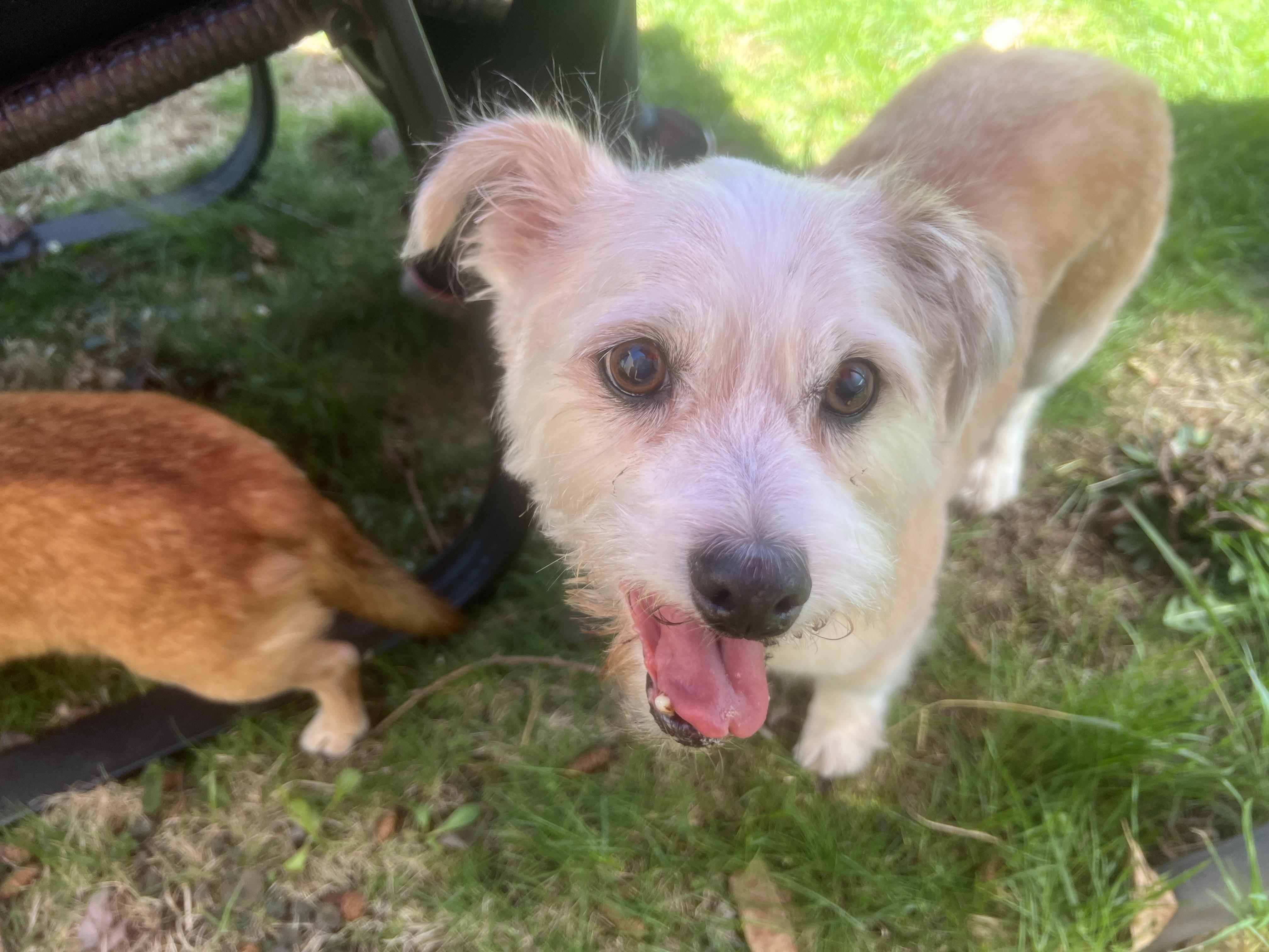 Enlarge Benji (he's the perfect dog - good w dogs, cats, kids), a ADOPTABLE mixed breed in New Milford, CT image 5/6