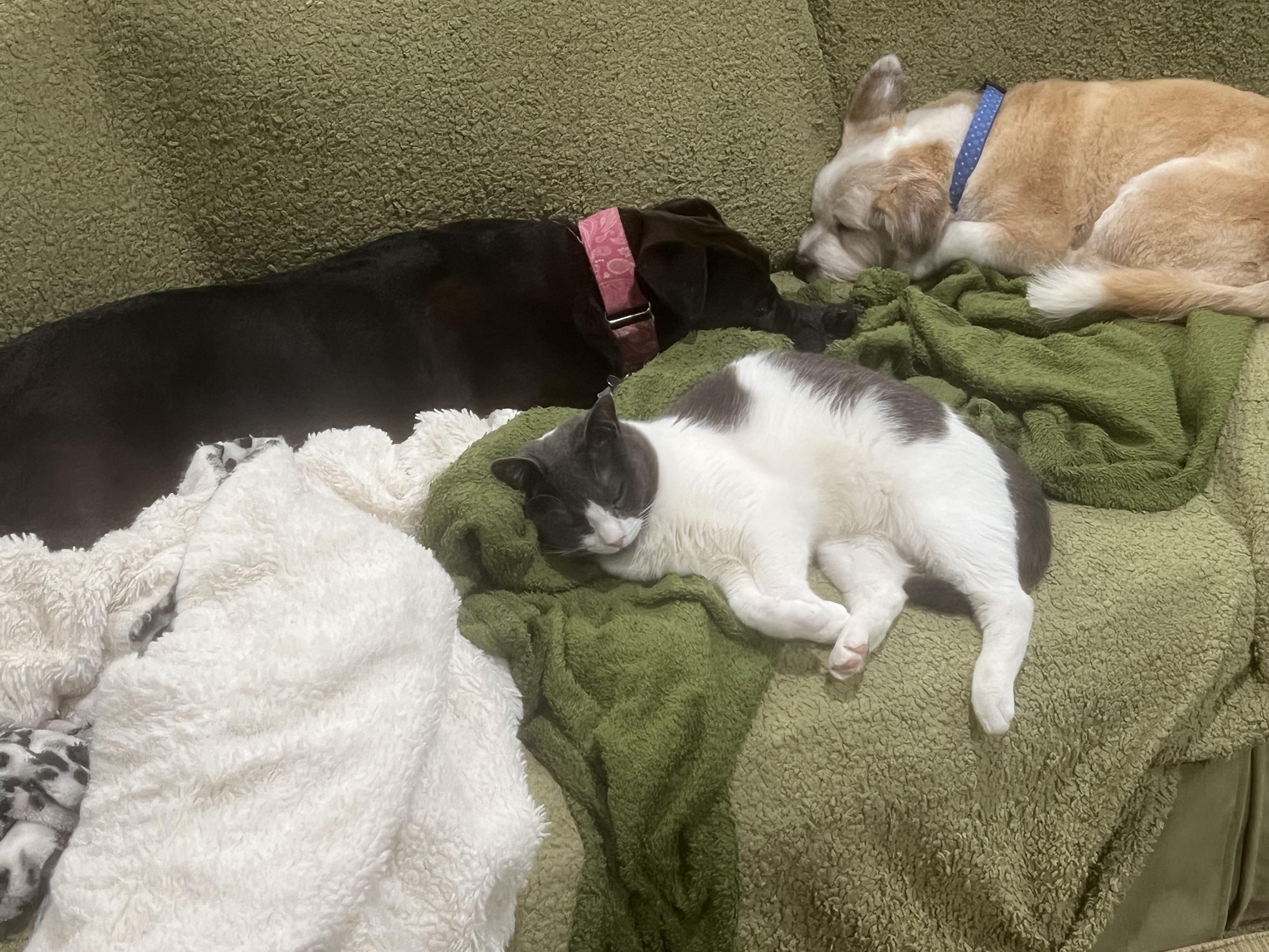 Enlarge Benji (he's the perfect dog - good w dogs, cats, kids), a ADOPTABLE mixed breed in New Milford, CT image 3/6