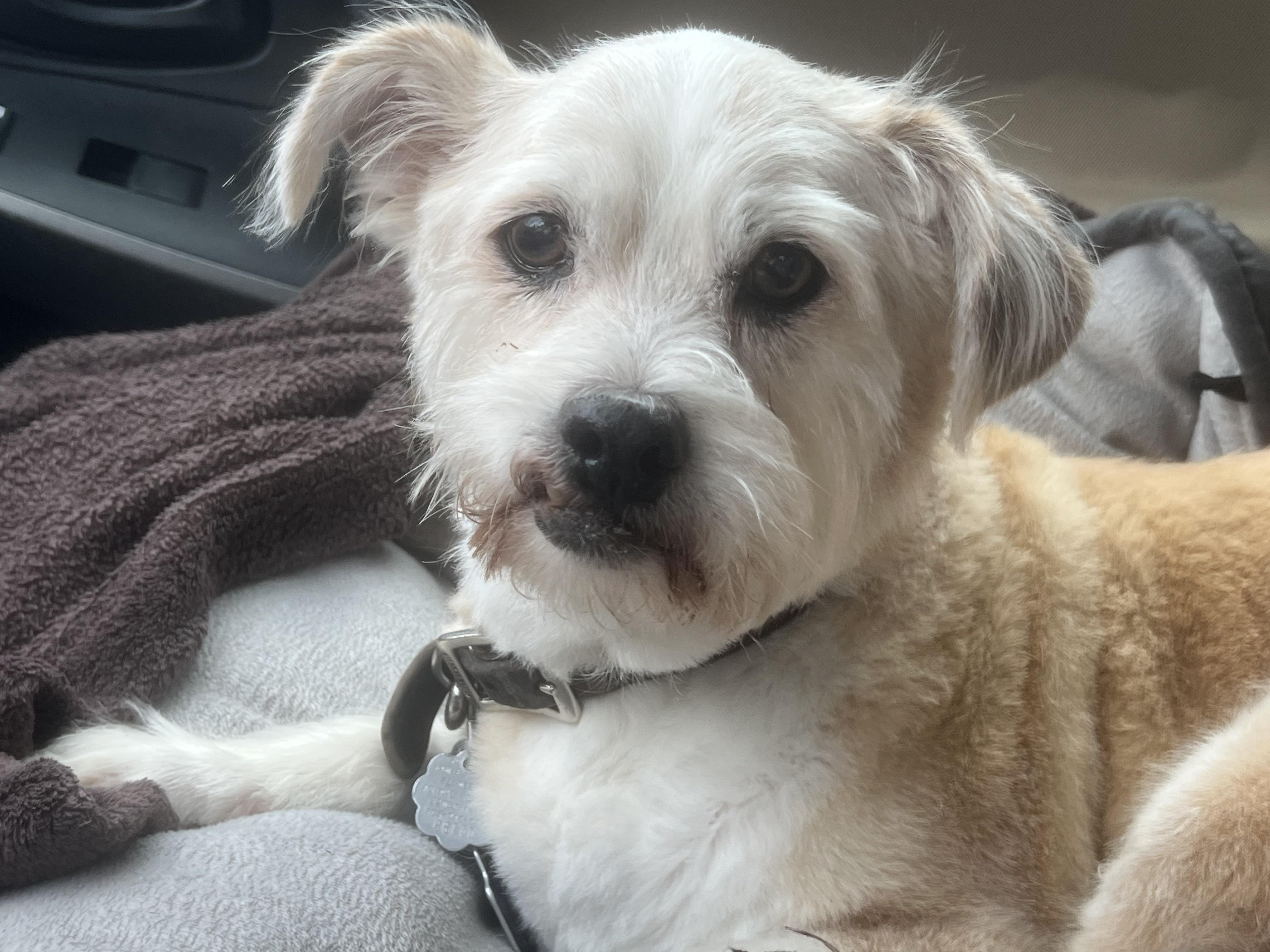 Enlarge Benji (he's the perfect dog - good w dogs, cats, kids), a ADOPTABLE mixed breed in New Milford, CT image 4/6